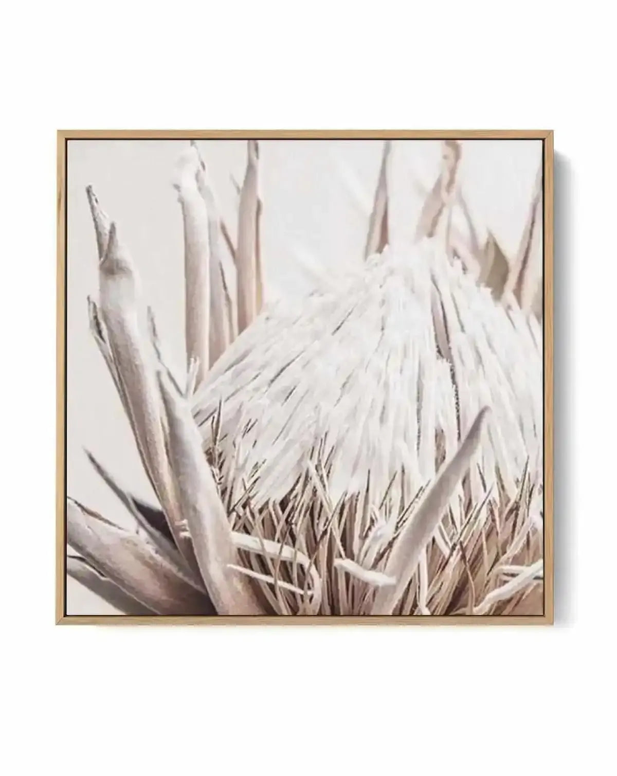 Nude Protea SQ | Framed Canvas Art Print from Olive et Oriel where you can shop wallpaper and artworks online