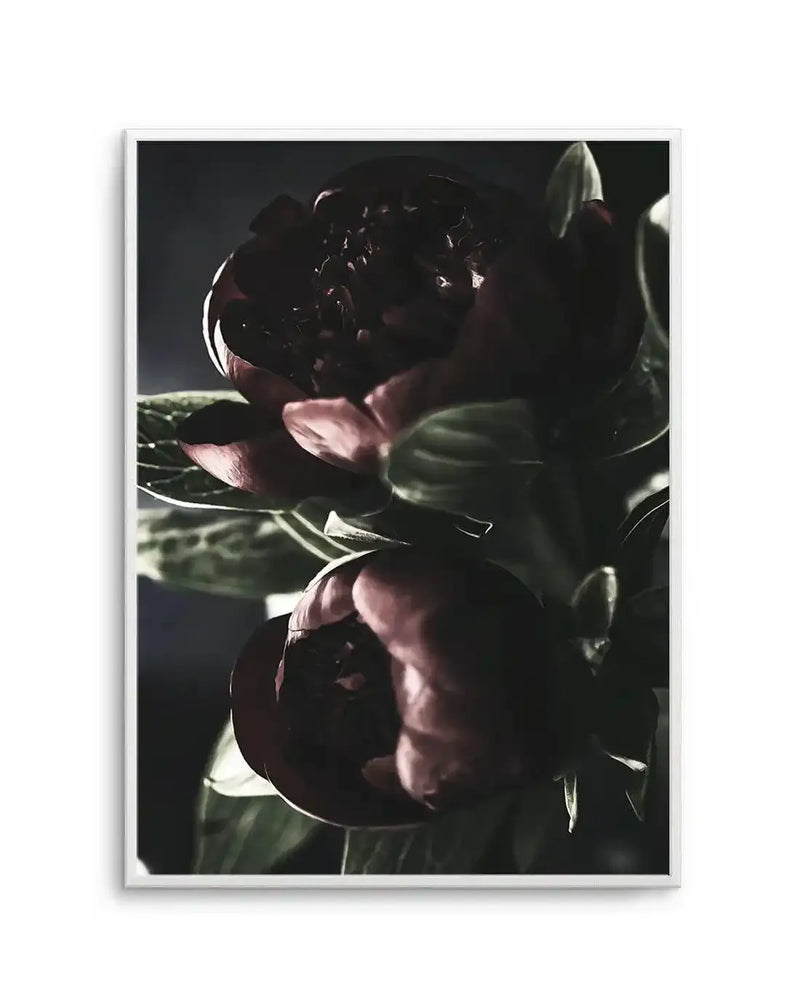 Dark burgundy and deep maroon peonies with soft pink inner petals are captured in dramatic close-up against a dark background, their layered, ruffled blooms illuminated by selective lighting. Lush green stems and foliage frame the flowers in natural, organic composition. The photograph has a moody, theatrical quality with rich jewel tones and subtle highlights that reveal delicate petal texture and depth. Art print is displayed in a white frame with white border.
