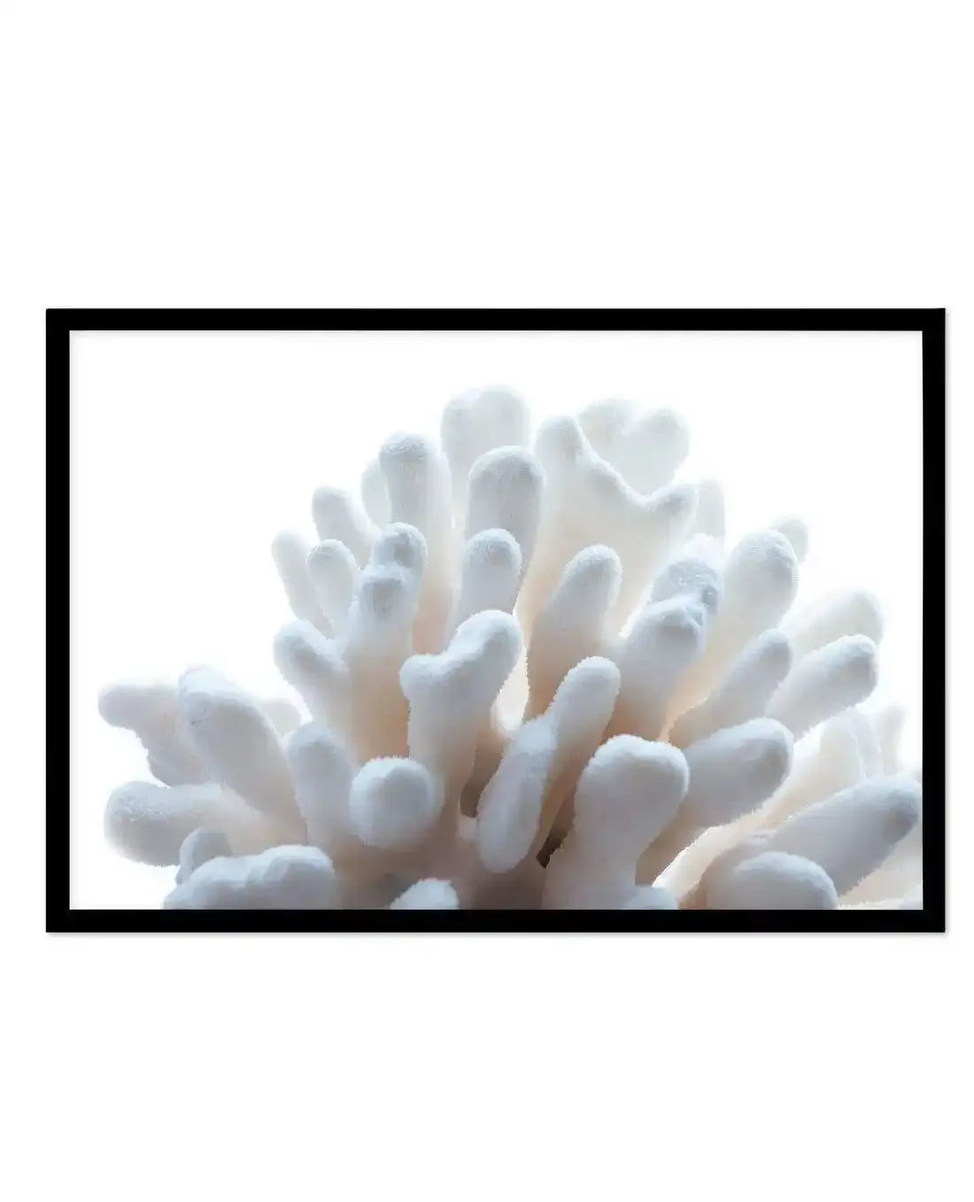 Golden Coral | LS Art Print-PRINT-Olive et Oriel-Olive et Oriel-A5 | 5.8" x 8.3" | 14.8 x 21cm-Black-With White Border-Buy-Australian-Art-Prints-Online-with-Olive-et-Oriel-Your-Artwork-Specialists-Austrailia-Decorate-With-Coastal-Photo-Wall-Art-Prints-From-Our-Beach-House-Artwork-Collection-Fine-Poster-and-Framed-Artwork