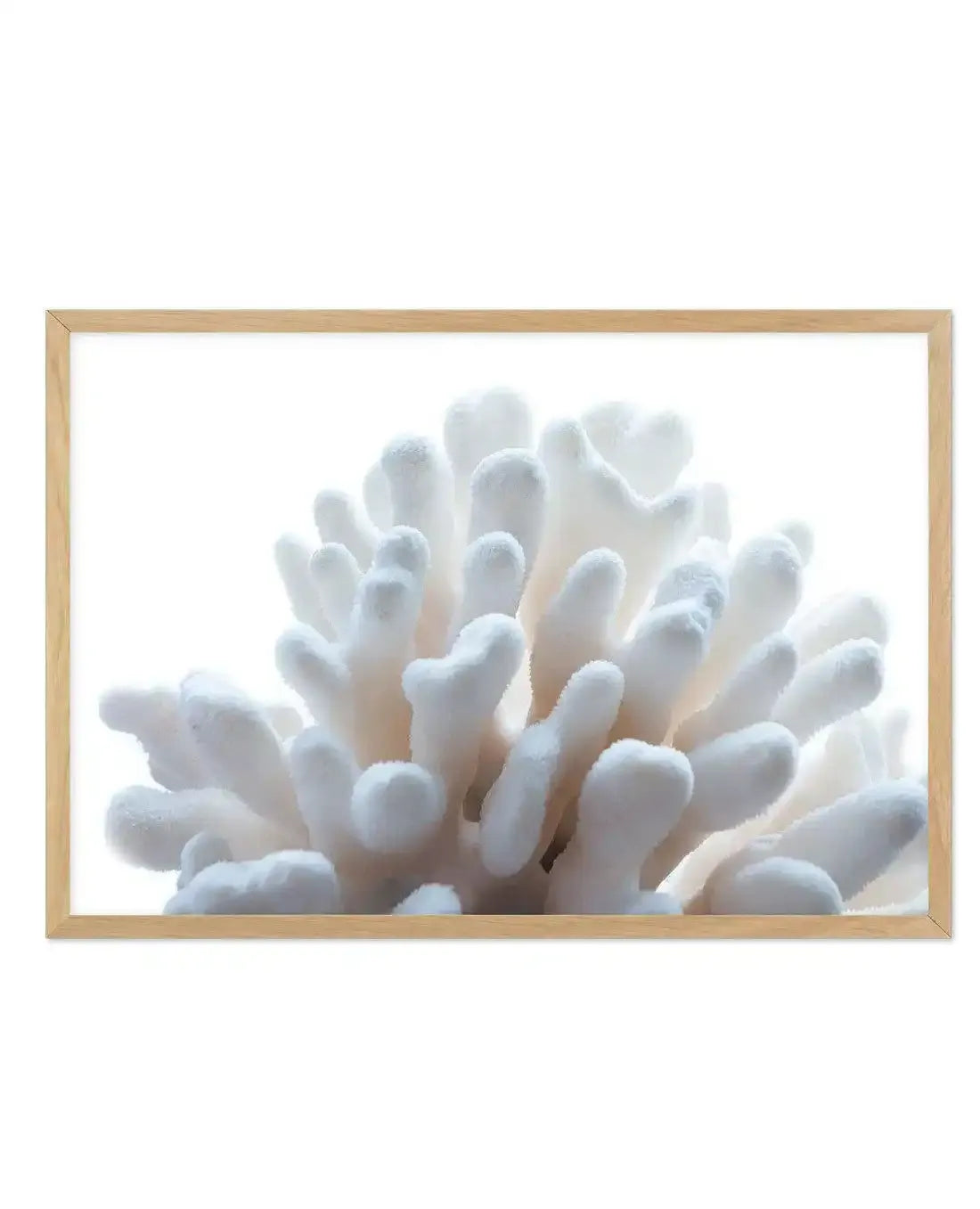 Golden Coral | LS Art Print-PRINT-Olive et Oriel-Olive et Oriel-A5 | 5.8" x 8.3" | 14.8 x 21cm-Oak-With White Border-Buy-Australian-Art-Prints-Online-with-Olive-et-Oriel-Your-Artwork-Specialists-Austrailia-Decorate-With-Coastal-Photo-Wall-Art-Prints-From-Our-Beach-House-Artwork-Collection-Fine-Poster-and-Framed-Artwork