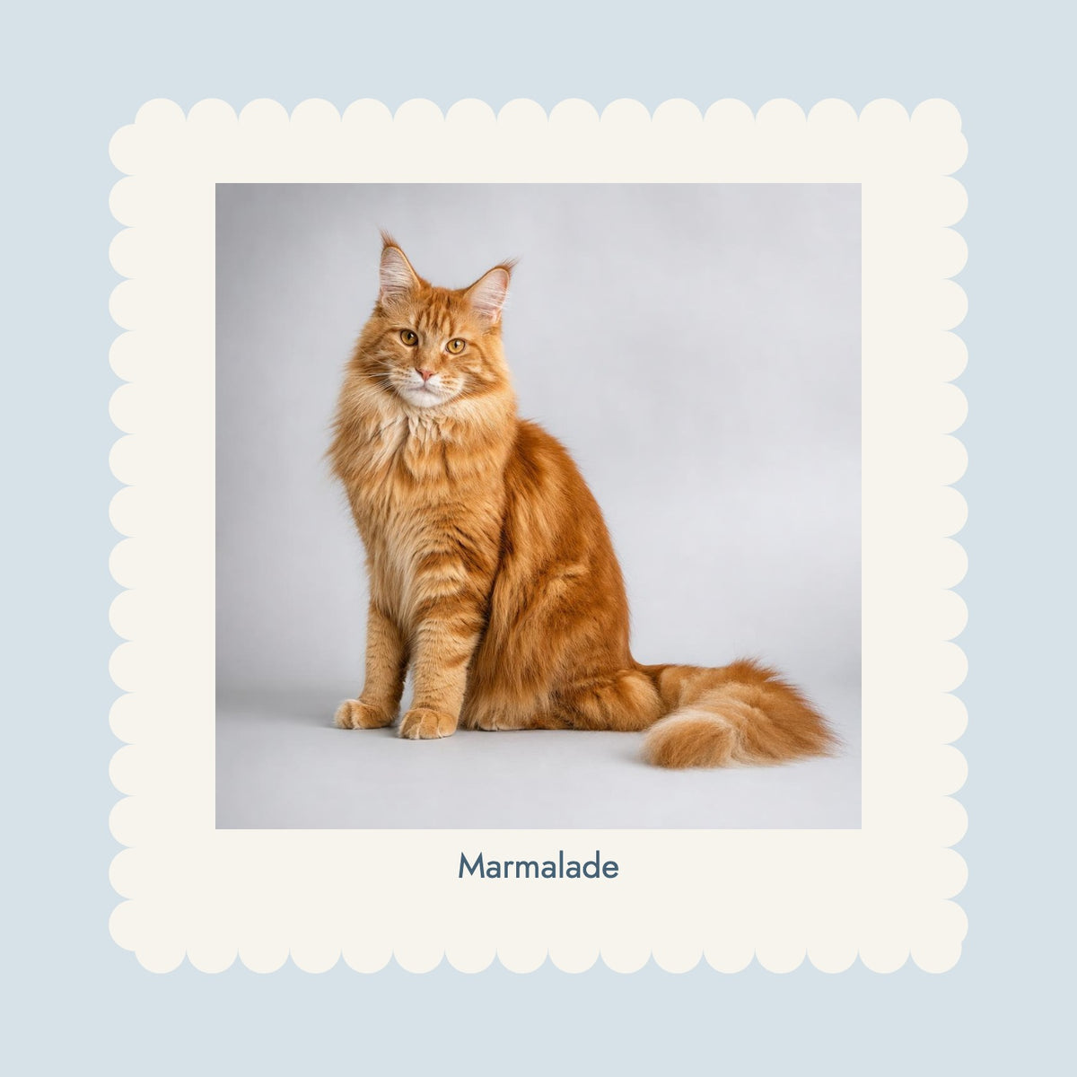 Scalloped Pet Photo Print in Coastal blue with original OEO-generated ginger cat example