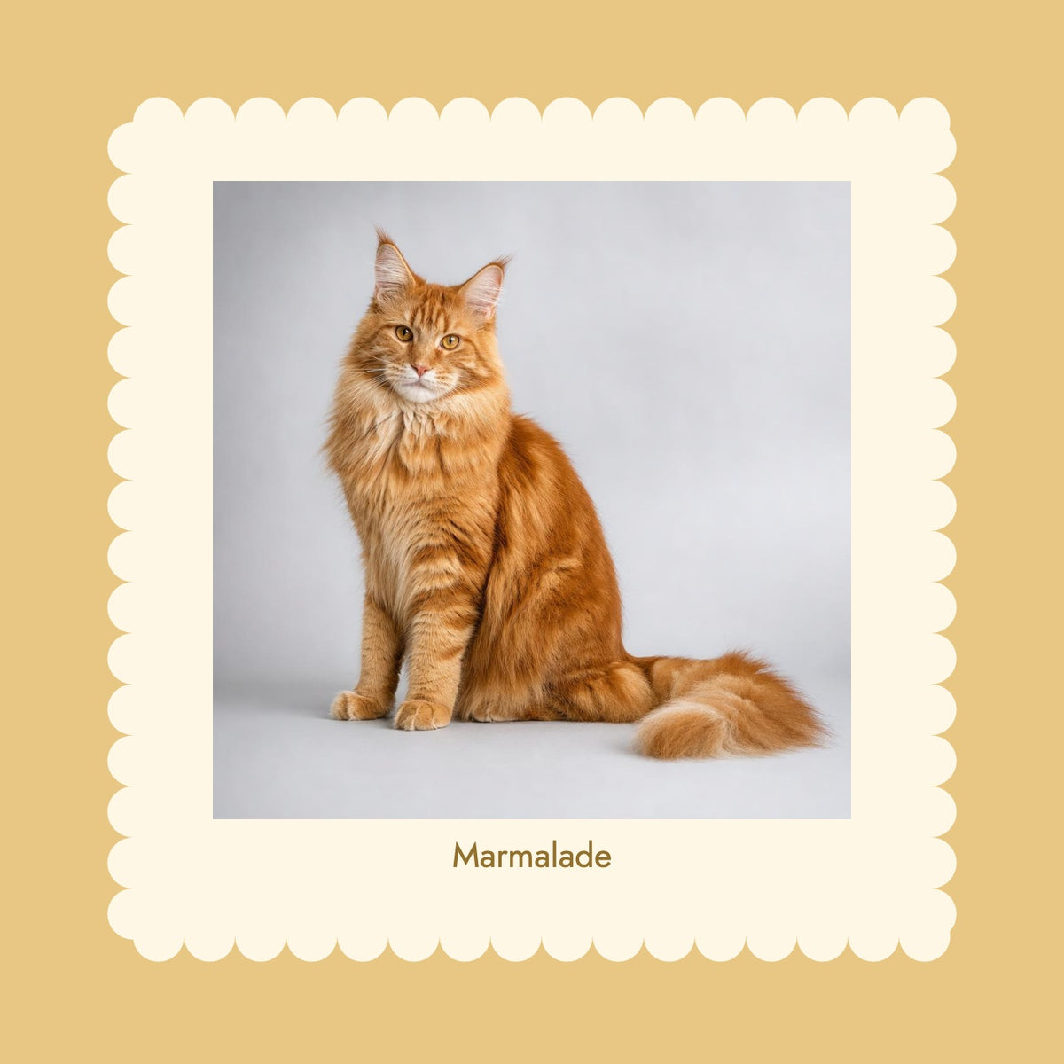 Scalloped Pet Photo Print in Golden ochre with original OEO-generated ginger cat example