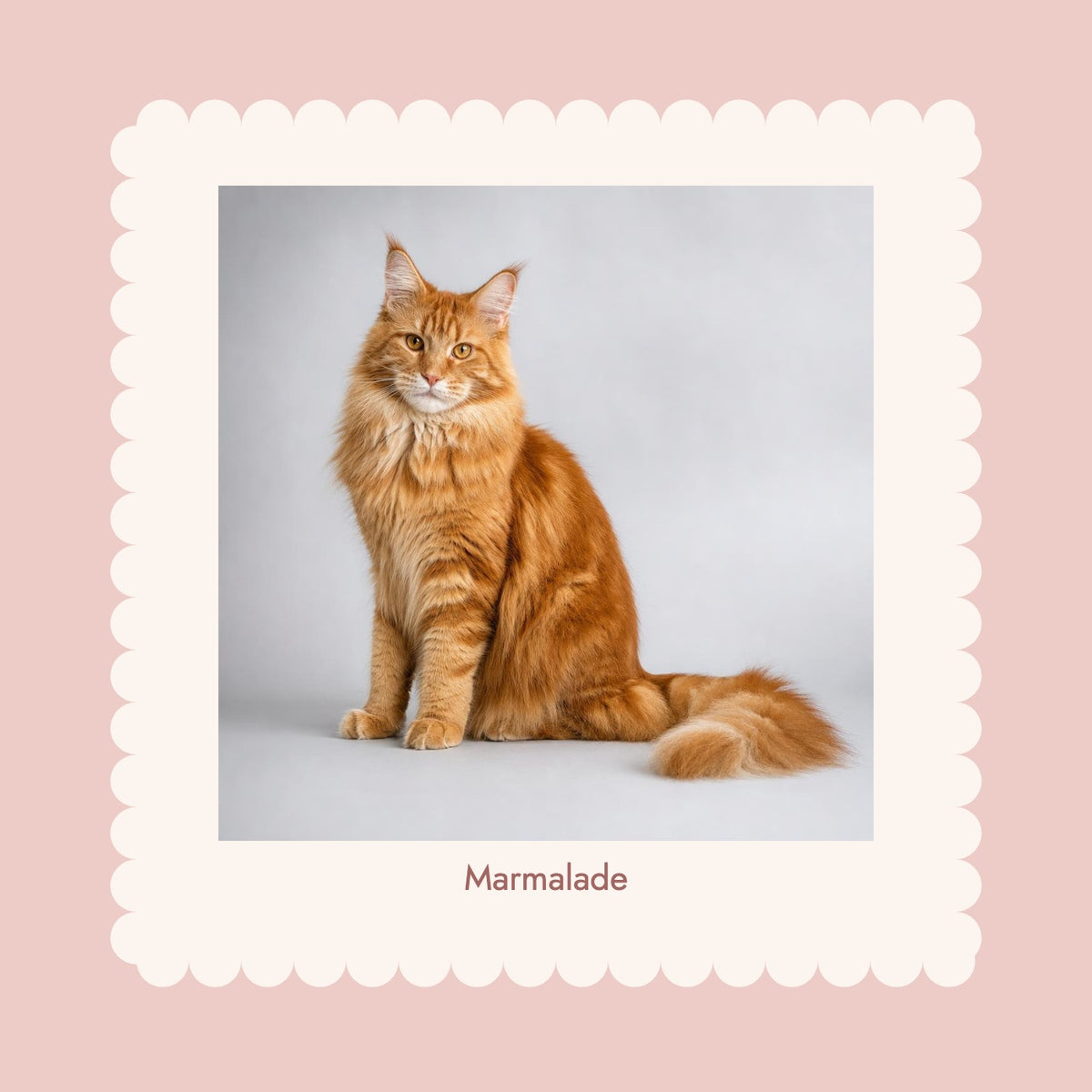 Scalloped Pet Photo Print in Dusty rose with original OEO-generated ginger cat example