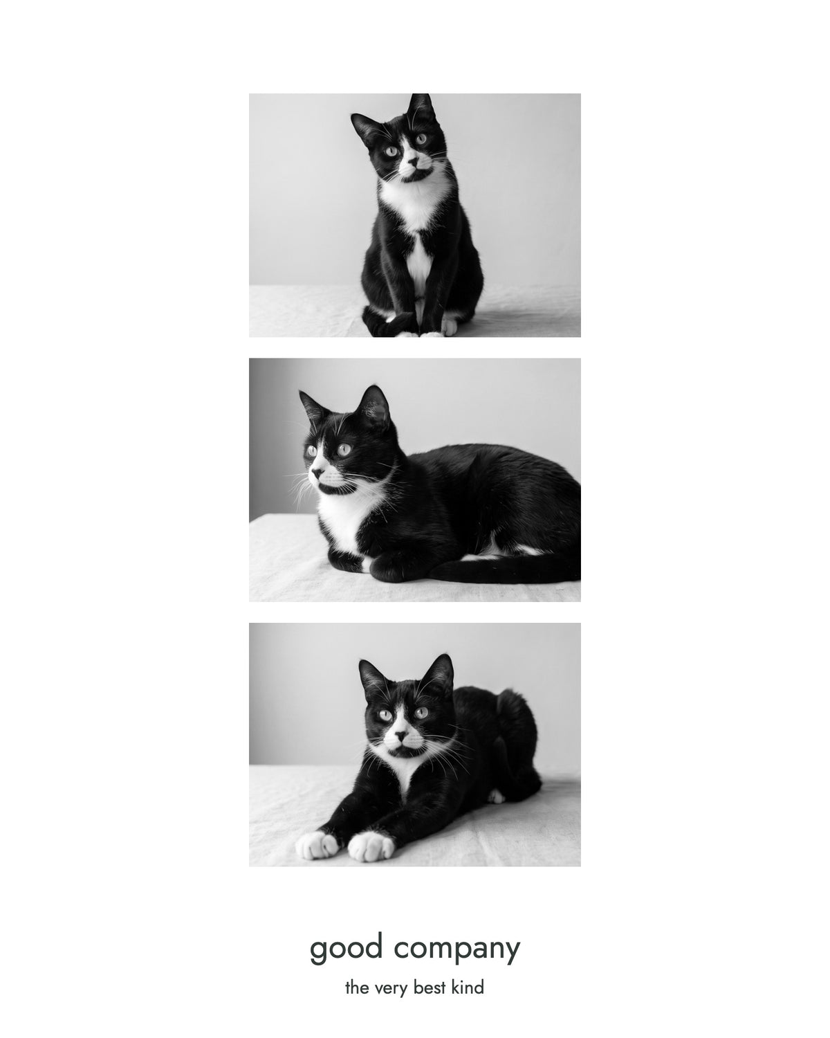 Original OEO-generated demonstration — invented tuxedo cat in three poses, bw