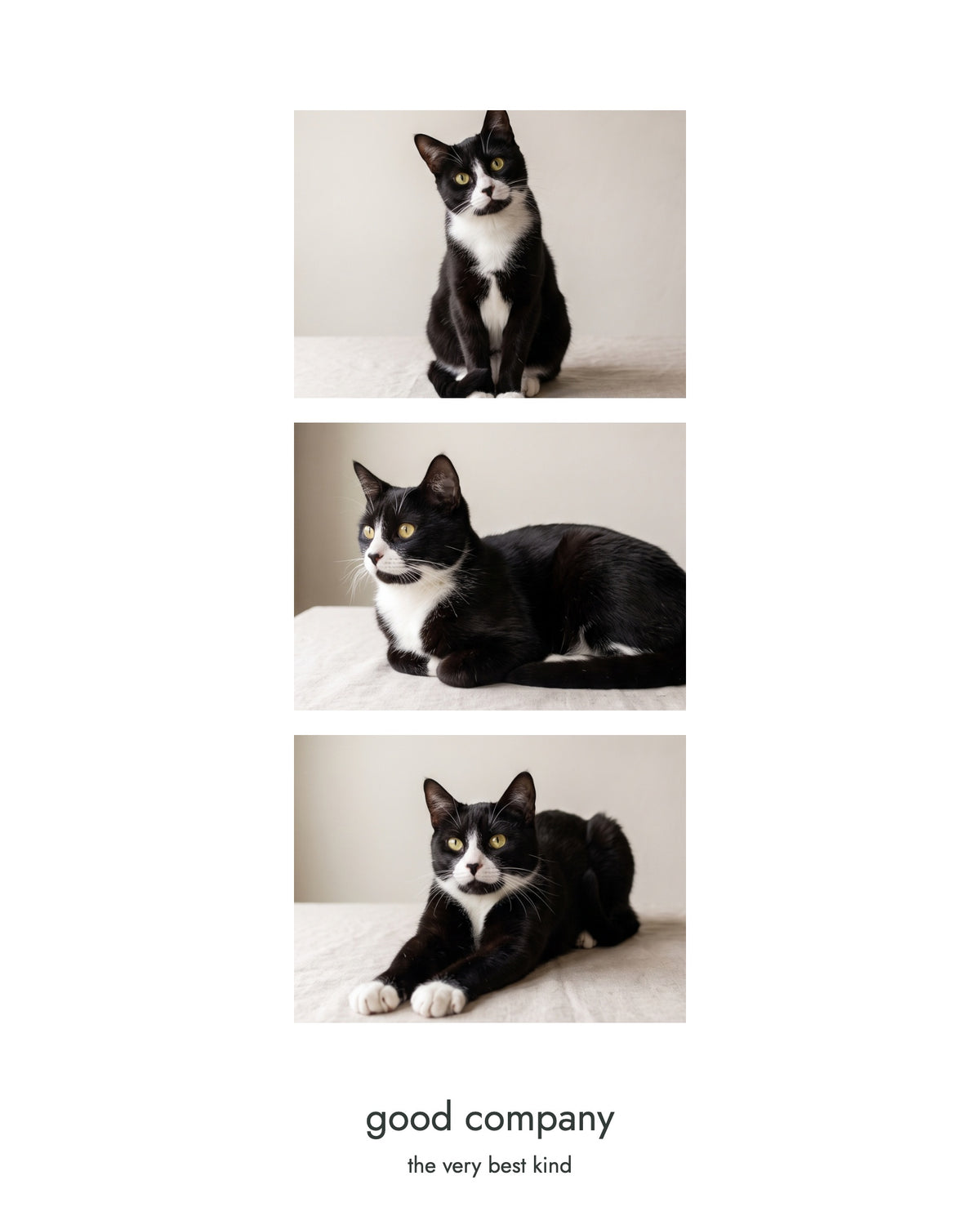 Original OEO-generated demonstration — invented tuxedo cat in three poses, original