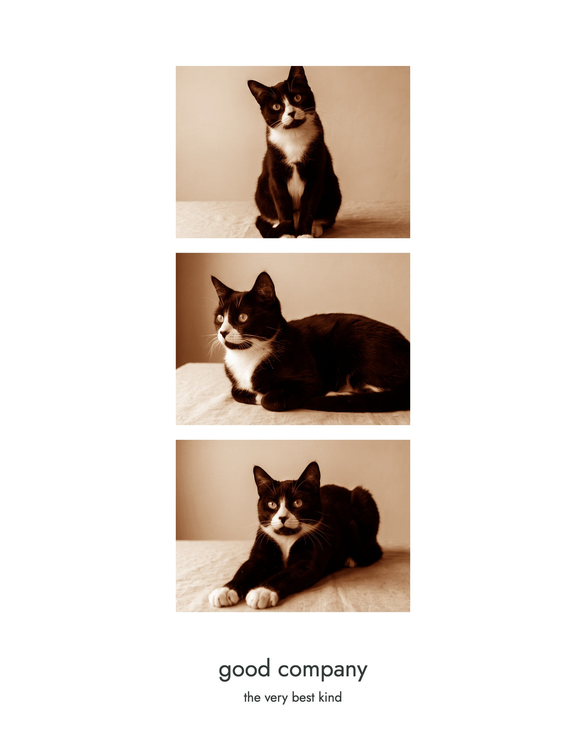 Original OEO-generated demonstration — invented tuxedo cat, distinct brown sepia