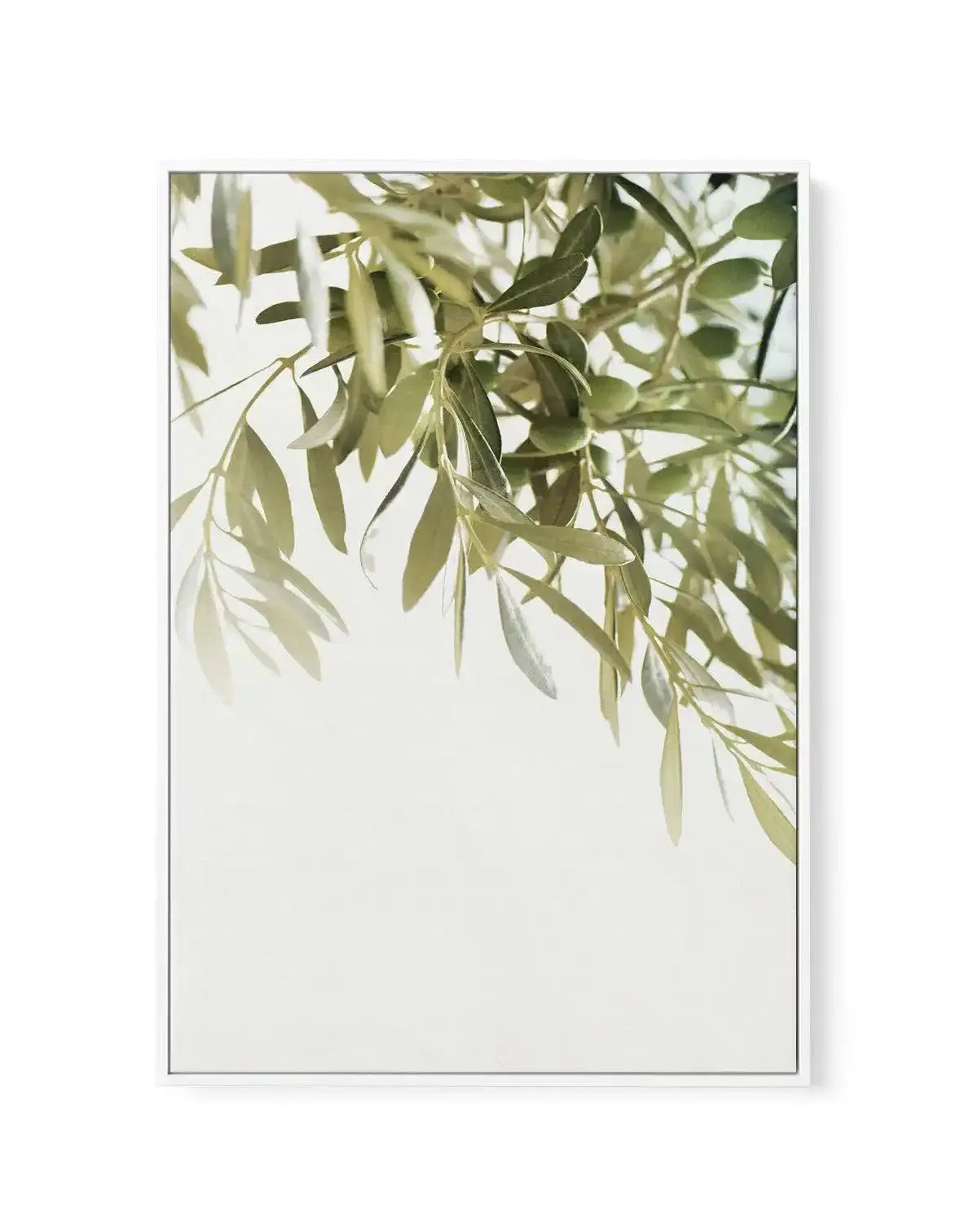 Olive Garden I | Framed Canvas-CANVAS-You can shop wall art online with Olive et Oriel for everything from abstract art to fun kids wall art. Our beautiful modern art prints and canvas art are available from large canvas prints to wall art paintings and our proudly Australian artwork collection offers only the highest quality framed large wall art and canvas art Australia - You can buy fashion photography prints or Hampton print posters and paintings on canvas from Olive et Oriel and have them d