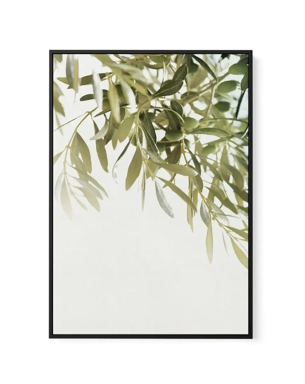 Olive Garden I | Framed Canvas-CANVAS-You can shop wall art online with Olive et Oriel for everything from abstract art to fun kids wall art. Our beautiful modern art prints and canvas art are available from large canvas prints to wall art paintings and our proudly Australian artwork collection offers only the highest quality framed large wall art and canvas art Australia - You can buy fashion photography prints or Hampton print posters and paintings on canvas from Olive et Oriel and have them d