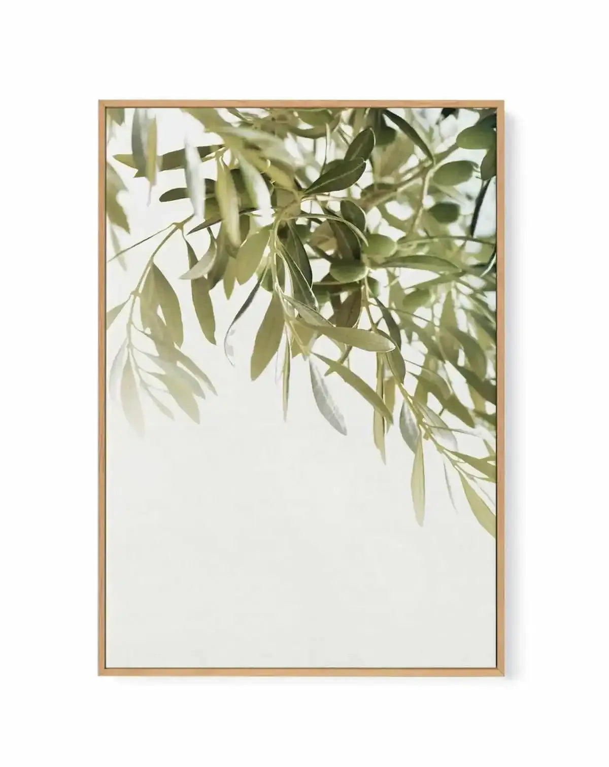 Olive Garden I | Framed Canvas Art Print from Olive et Oriel where you can shop wallpaper and artworks online