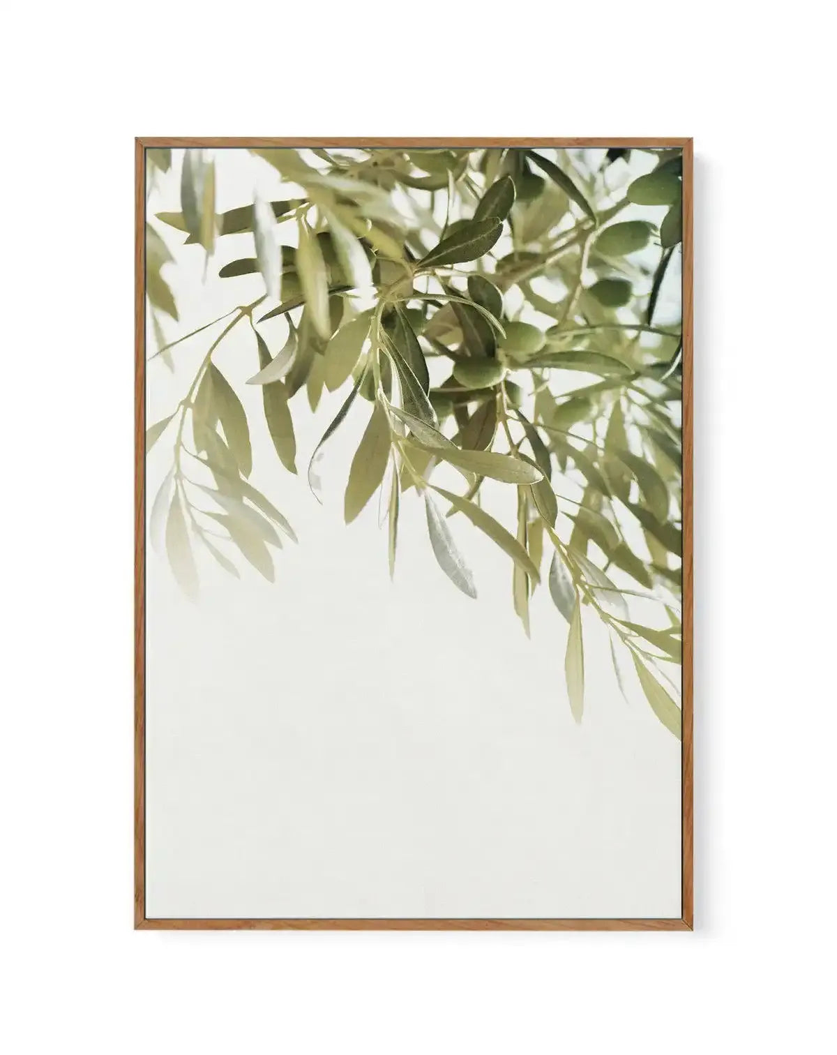 Olive Garden I | Framed Canvas-CANVAS-You can shop wall art online with Olive et Oriel for everything from abstract art to fun kids wall art. Our beautiful modern art prints and canvas art are available from large canvas prints to wall art paintings and our proudly Australian artwork collection offers only the highest quality framed large wall art and canvas art Australia - You can buy fashion photography prints or Hampton print posters and paintings on canvas from Olive et Oriel and have them d