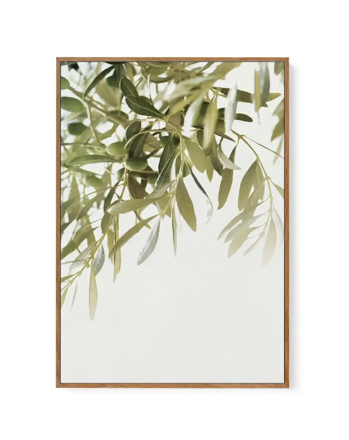 Olive Garden II | Framed Canvas-CANVAS-You can shop wall art online with Olive et Oriel for everything from abstract art to fun kids wall art. Our beautiful modern art prints and canvas art are available from large canvas prints to wall art paintings and our proudly Australian artwork collection offers only the highest quality framed large wall art and canvas art Australia - You can buy fashion photography prints or Hampton print posters and paintings on canvas from Olive et Oriel and have them 