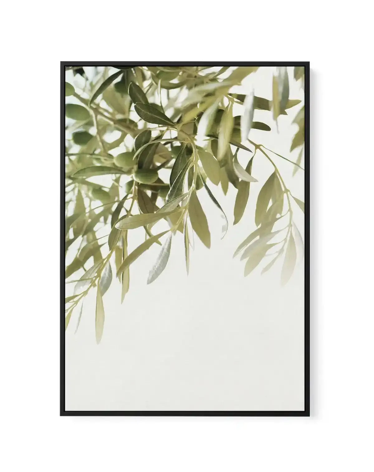 Olive Garden II | Framed Canvas-CANVAS-You can shop wall art online with Olive et Oriel for everything from abstract art to fun kids wall art. Our beautiful modern art prints and canvas art are available from large canvas prints to wall art paintings and our proudly Australian artwork collection offers only the highest quality framed large wall art and canvas art Australia - You can buy fashion photography prints or Hampton print posters and paintings on canvas from Olive et Oriel and have them 