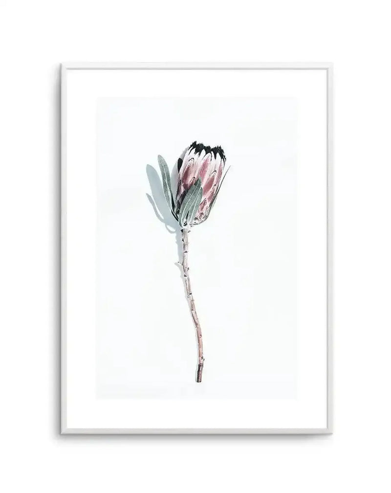 Watercolor illustration of a single protea flower with a closed bud featuring dusty rose and mauve petals with dark charcoal-black tips, surrounded by soft sage green sepals. The stem is rendered in muted taupe and gray tones with subtle texture detail. The artwork is centered on a white background and displayed in a silver-gray frame with white border.
