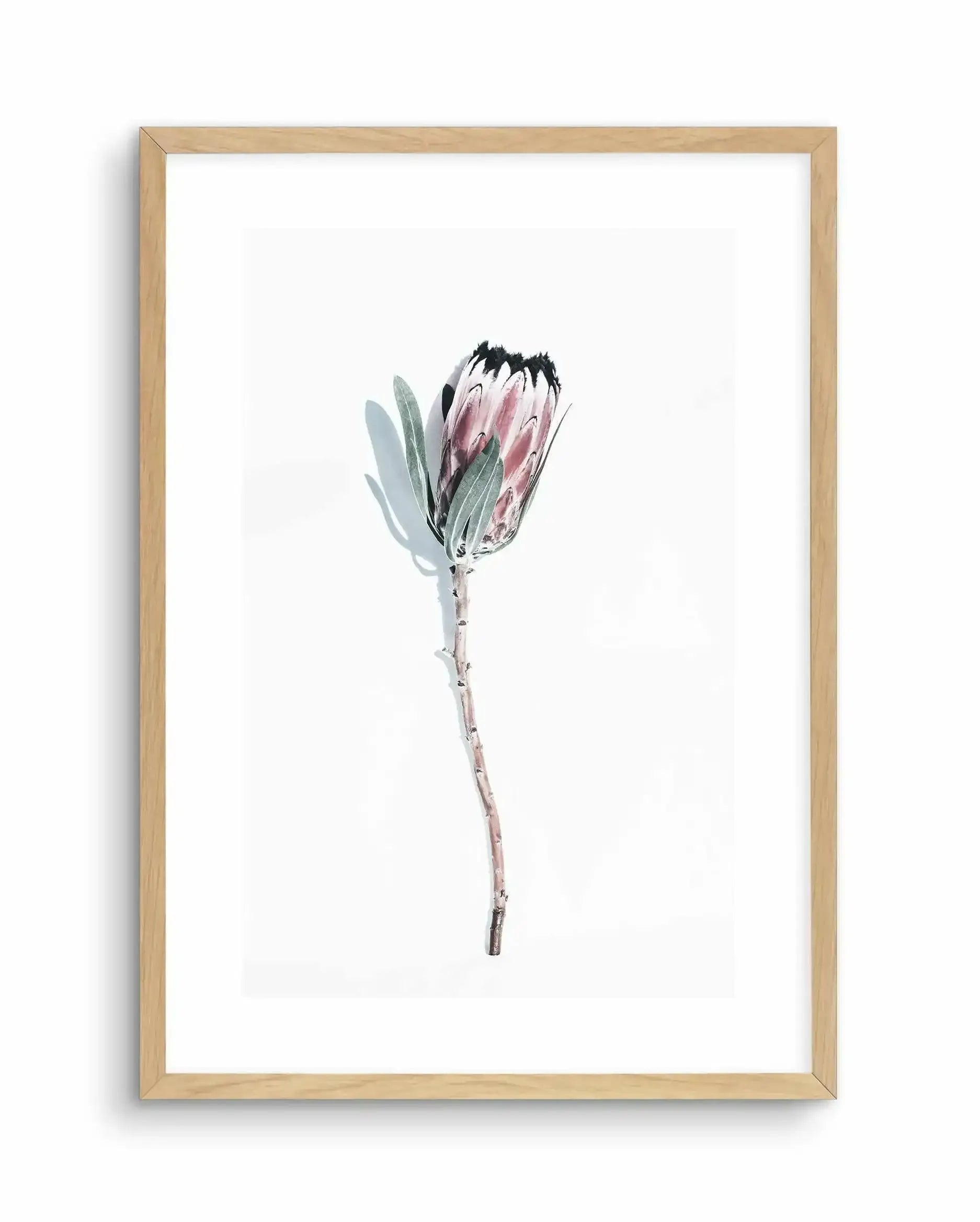 One Of A Kind Art Print-PRINT-Olive et Oriel-Olive et Oriel-A5 | 5.8" x 8.3" | 14.8 x 21cm-Oak-With White Border-Buy-Australian-Art-Prints-Online-with-Olive-et-Oriel-Your-Artwork-Specialists-Austrailia-Decorate-With-Coastal-Photo-Wall-Art-Prints-From-Our-Beach-House-Artwork-Collection-Fine-Poster-and-Framed-Artwork