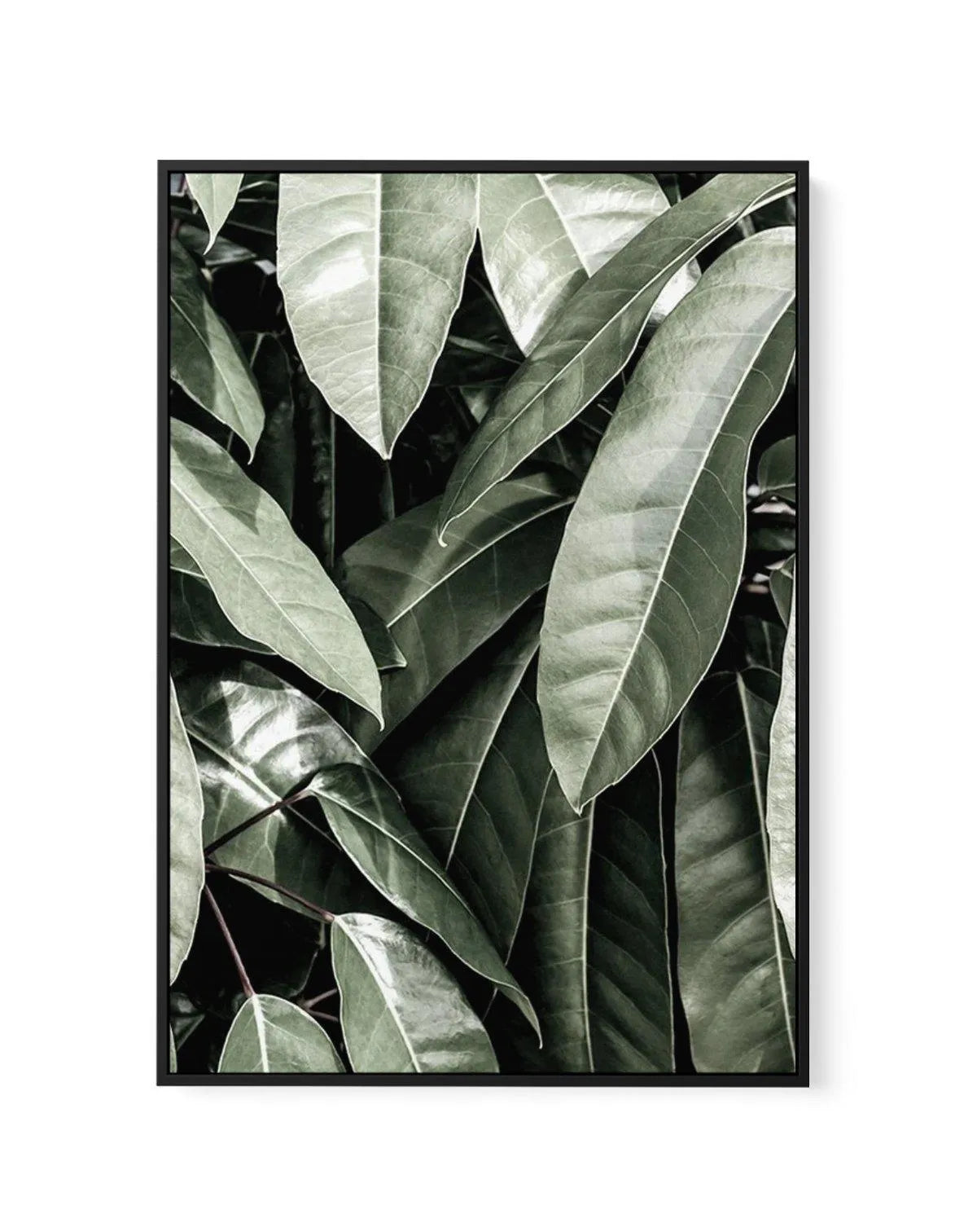 Pale Leaves | Framed Canvas-CANVAS-You can shop wall art online with Olive et Oriel for everything from abstract art to fun kids wall art. Our beautiful modern art prints and canvas art are available from large canvas prints to wall art paintings and our proudly Australian artwork collection offers only the highest quality framed large wall art and canvas art Australia - You can buy fashion photography prints or Hampton print posters and paintings on canvas from Olive et Oriel and have them deli