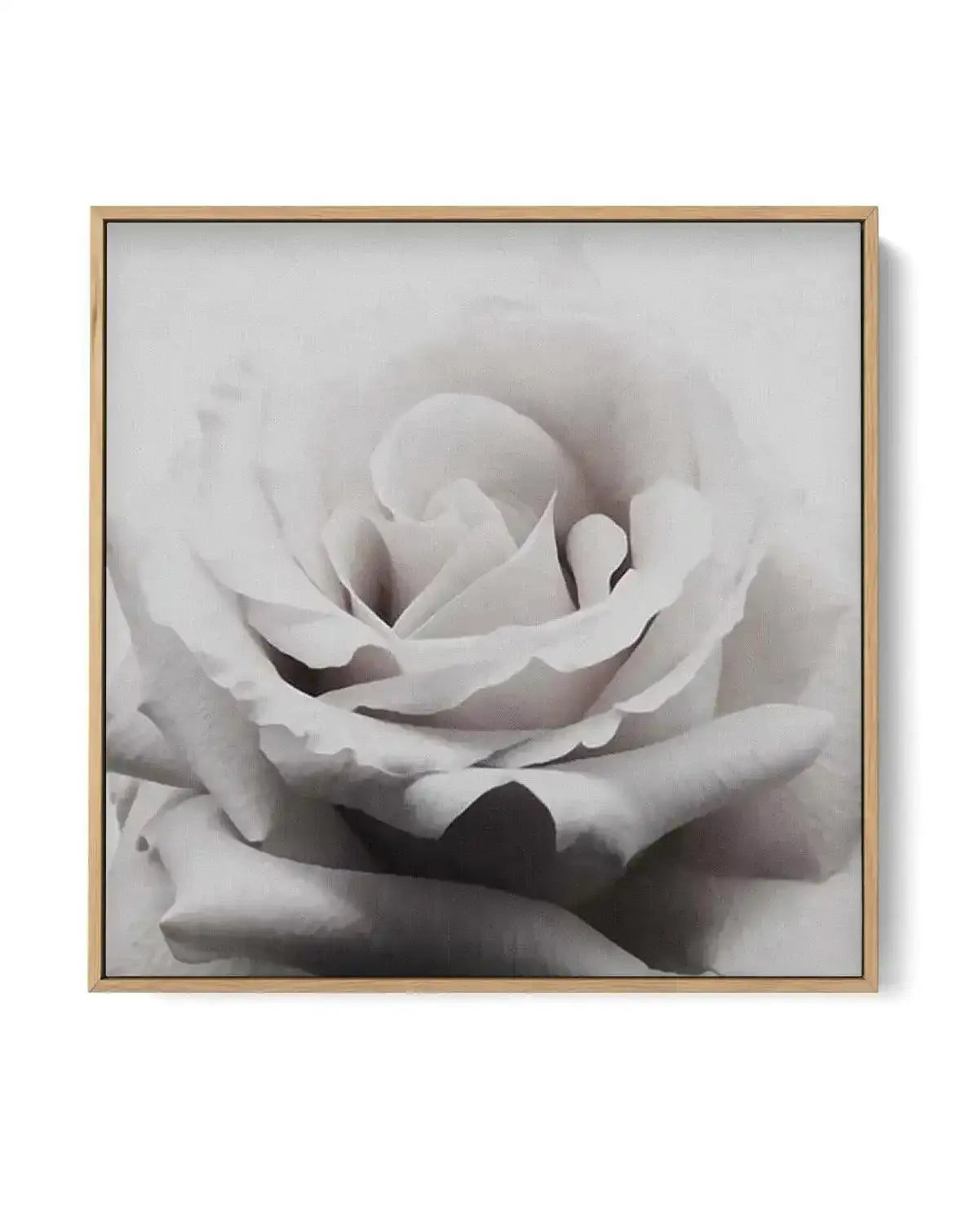Pale Rose SQ | Framed Canvas-CANVAS-You can shop wall art online with Olive et Oriel for everything from abstract art to fun kids wall art. Our beautiful modern art prints and canvas art are available from large canvas prints to wall art paintings and our proudly Australian artwork collection offers only the highest quality framed large wall art and canvas art Australia - You can buy fashion photography prints or Hampton print posters and paintings on canvas from Olive et Oriel and have them del