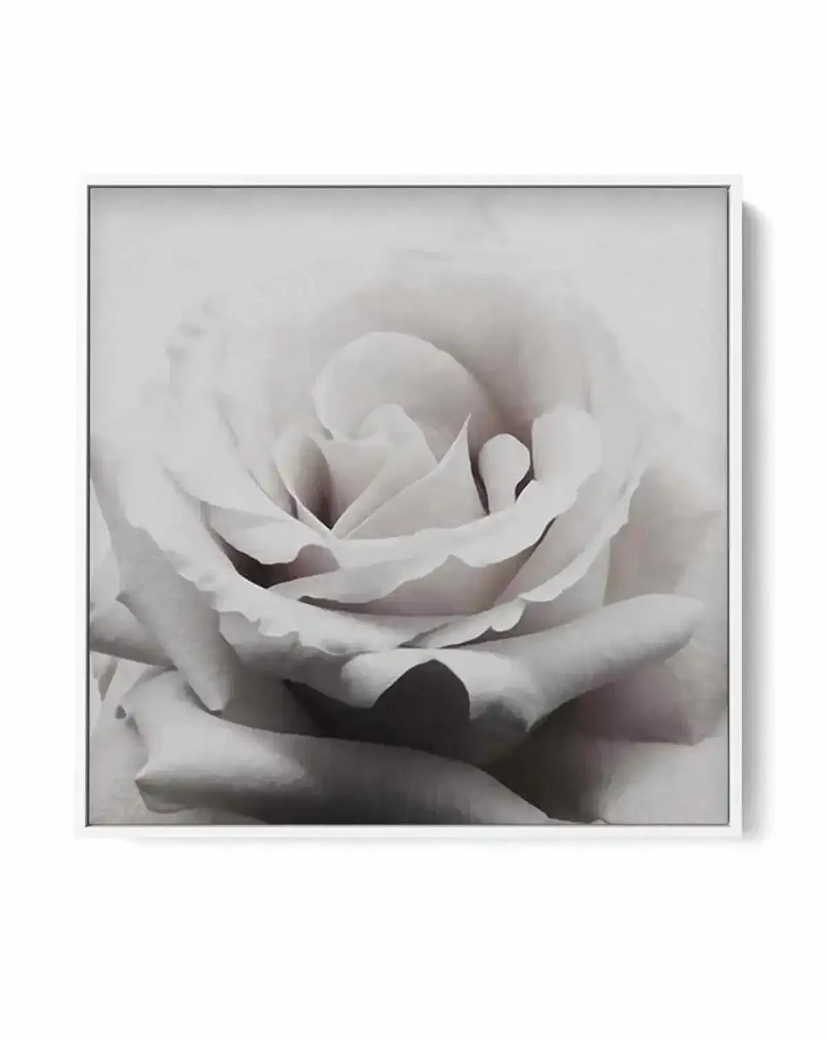 Pale Rose SQ | Framed Canvas-CANVAS-You can shop wall art online with Olive et Oriel for everything from abstract art to fun kids wall art. Our beautiful modern art prints and canvas art are available from large canvas prints to wall art paintings and our proudly Australian artwork collection offers only the highest quality framed large wall art and canvas art Australia - You can buy fashion photography prints or Hampton print posters and paintings on canvas from Olive et Oriel and have them del