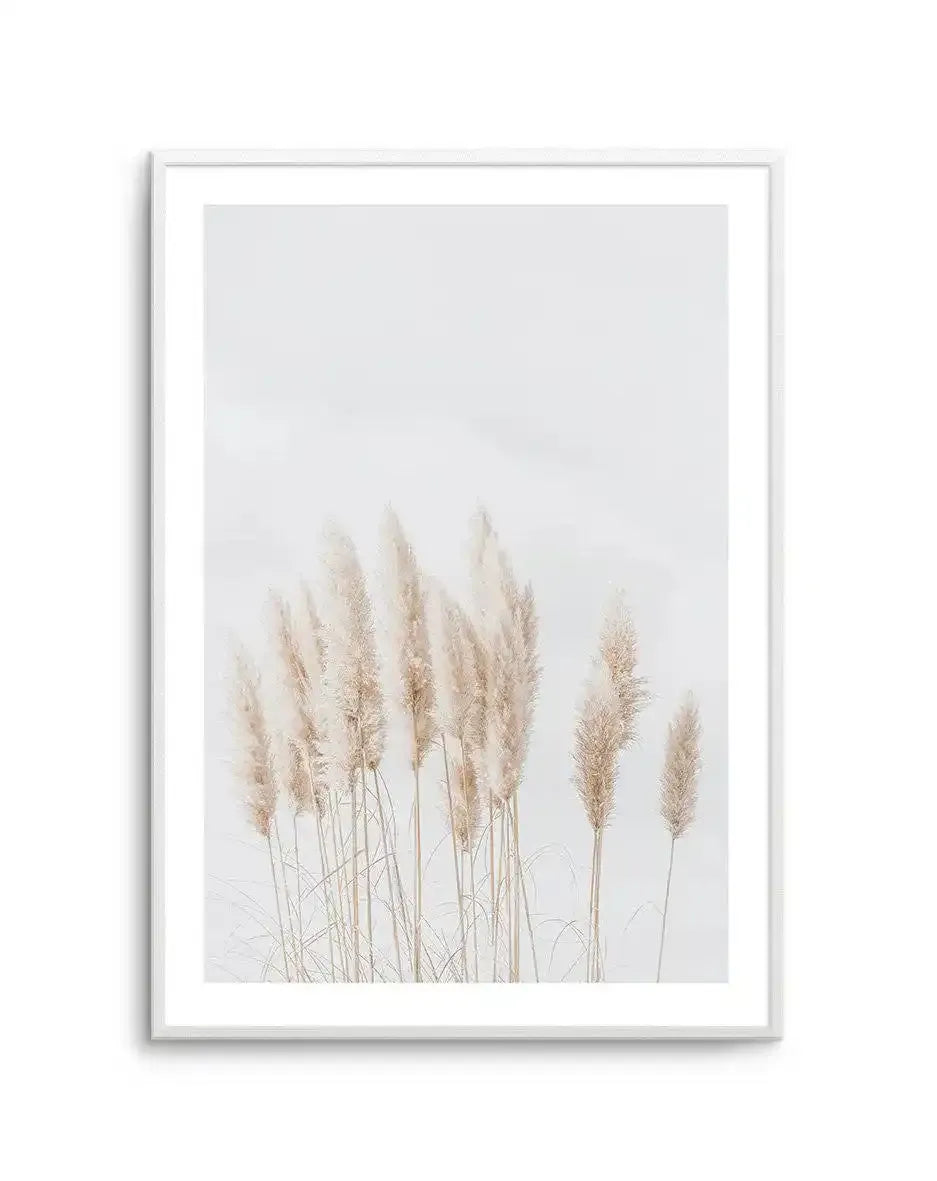 Pampas La Lumiere Art Print-PRINT-Olive et Oriel-Olive et Oriel-A5 | 5.8" x 8.3" | 14.8 x 21cm-Unframed Art Print-With White Border-Buy-Australian-Art-Prints-Online-with-Olive-et-Oriel-Your-Artwork-Specialists-Austrailia-Decorate-With-Coastal-Photo-Wall-Art-Prints-From-Our-Beach-House-Artwork-Collection-Fine-Poster-and-Framed-Artwork