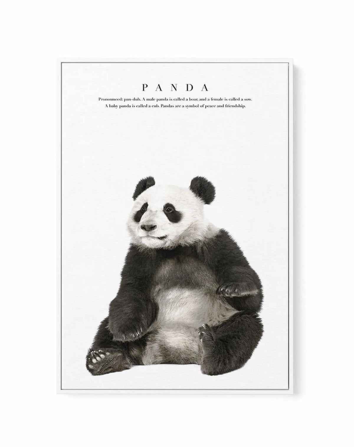 Panda | Framed Canvas-CANVAS-You can shop wall art online with Olive et Oriel for everything from abstract art to fun kids wall art. Our beautiful modern art prints and canvas art are available from large canvas prints to wall art paintings and our proudly Australian artwork collection offers only the highest quality framed large wall art and canvas art Australia - You can buy fashion photography prints or Hampton print posters and paintings on canvas from Olive et Oriel and have them delivered 