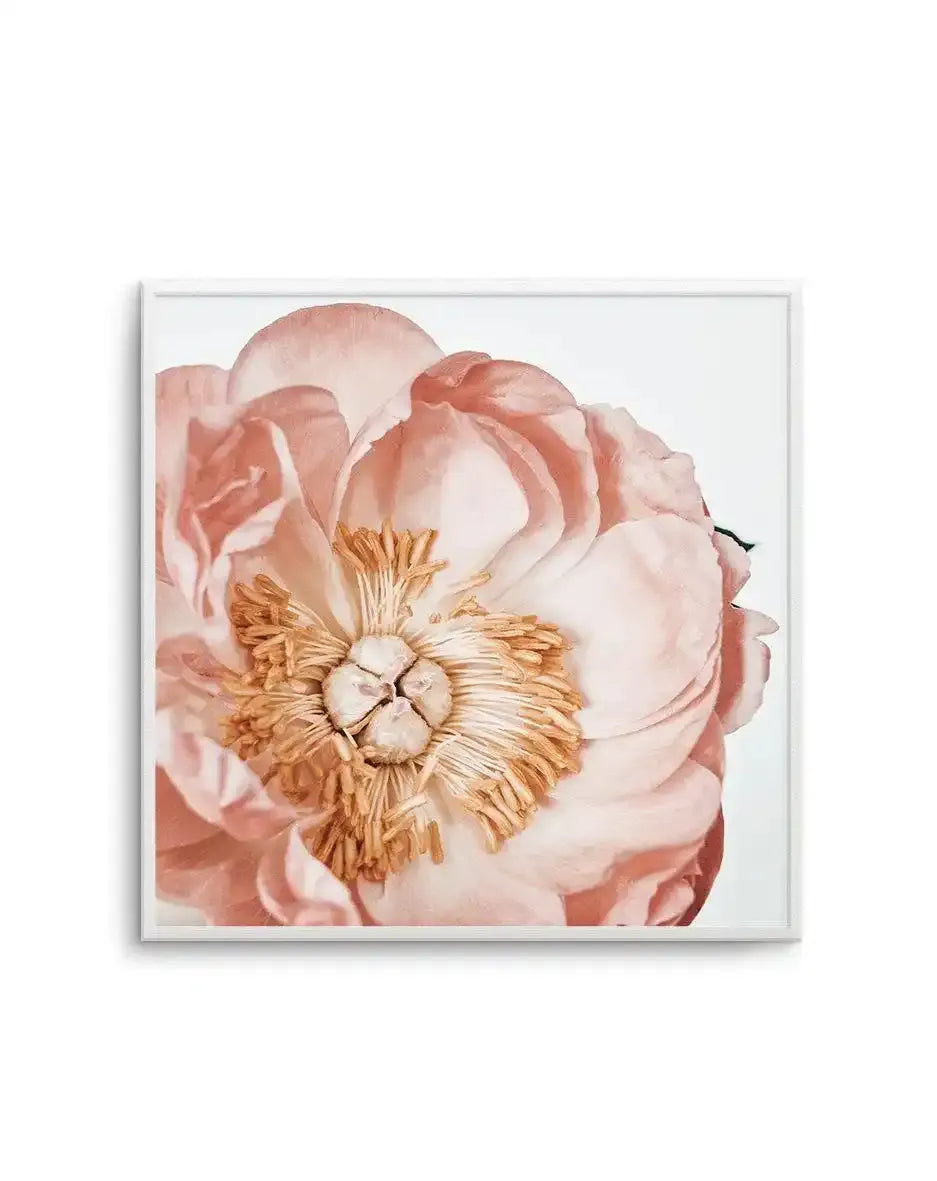 Parfait Peony | SQ Art Print-PRINT-Olive et Oriel-Olive et Oriel-Buy-Australian-Art-Prints-Online-with-Olive-et-Oriel-Your-Artwork-Specialists-Austrailia-Decorate-With-Coastal-Photo-Wall-Art-Prints-From-Our-Beach-House-Artwork-Collection-Fine-Poster-and-Framed-Artwork