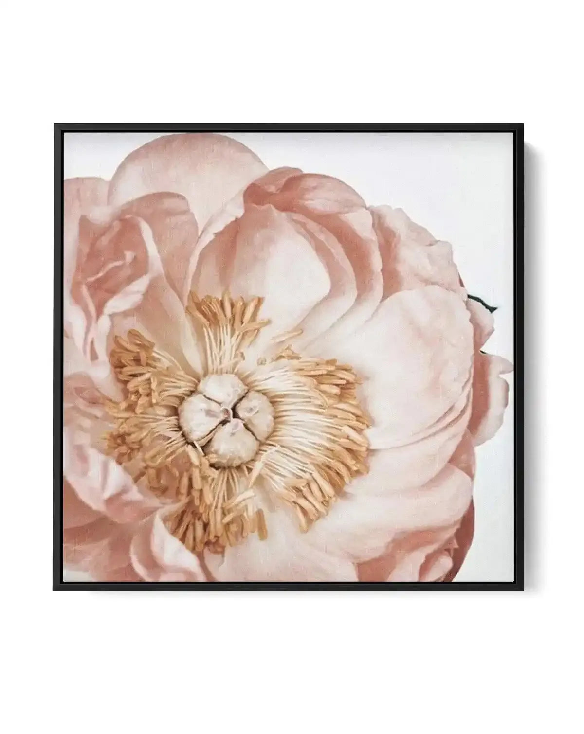 Parfait Peony SQ | Framed Canvas-CANVAS-You can shop wall art online with Olive et Oriel for everything from abstract art to fun kids wall art. Our beautiful modern art prints and canvas art are available from large canvas prints to wall art paintings and our proudly Australian artwork collection offers only the highest quality framed large wall art and canvas art Australia - You can buy fashion photography prints or Hampton print posters and paintings on canvas from Olive et Oriel and have them