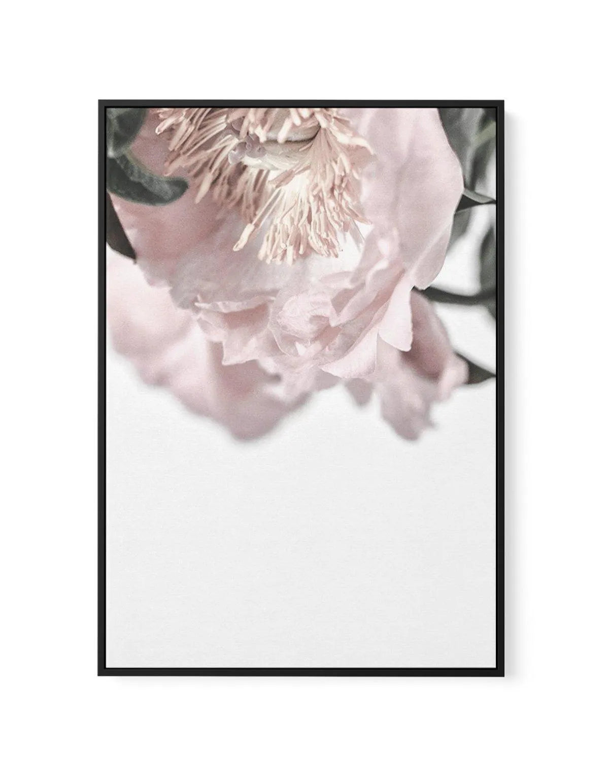 Parisian Peonies | Framed Canvas-CANVAS-You can shop wall art online with Olive et Oriel for everything from abstract art to fun kids wall art. Our beautiful modern art prints and canvas art are available from large canvas prints to wall art paintings and our proudly Australian artwork collection offers only the highest quality framed large wall art and canvas art Australia - You can buy fashion photography prints or Hampton print posters and paintings on canvas from Olive et Oriel and have them