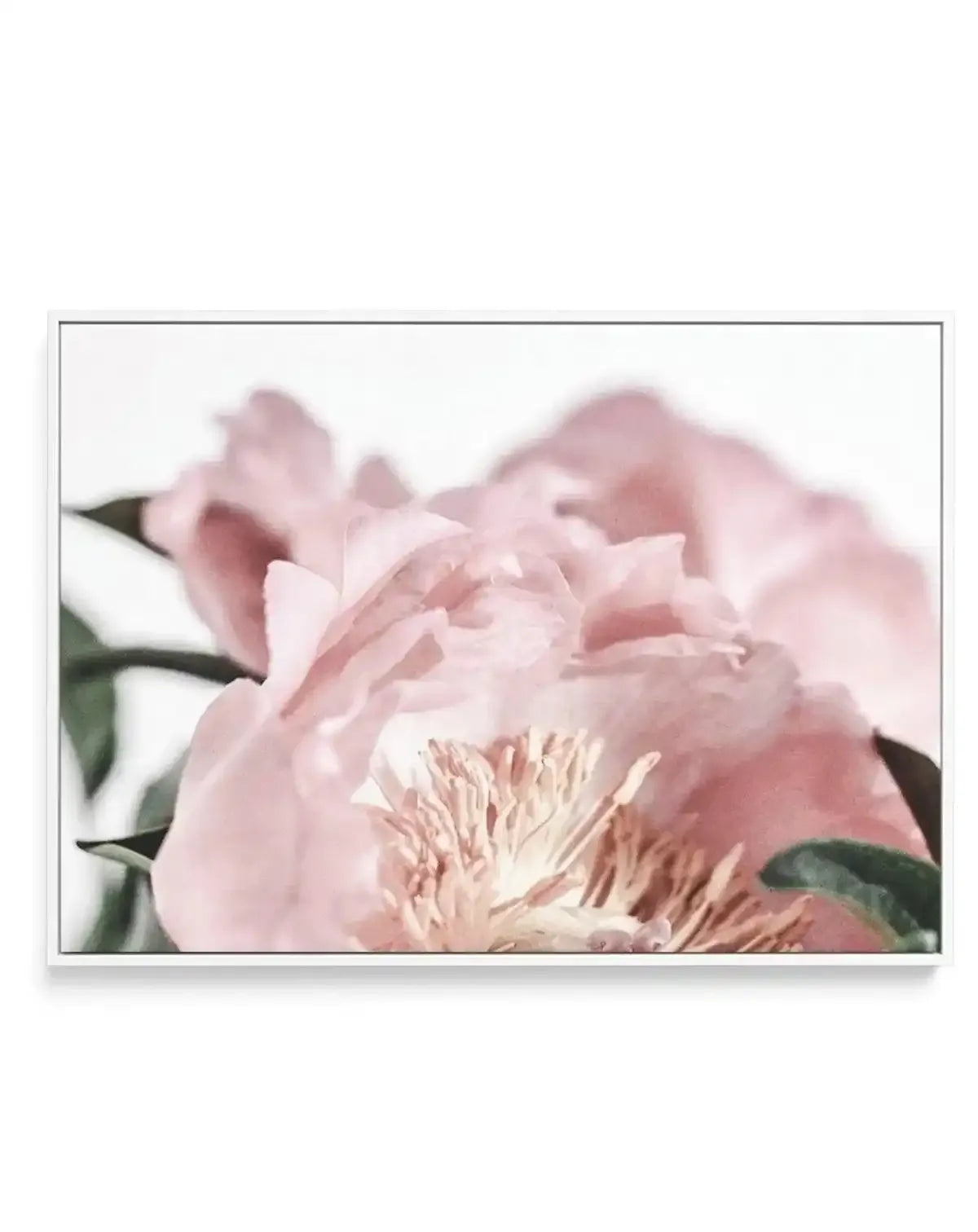 Peonies II | Framed Canvas-CANVAS-You can shop wall art online with Olive et Oriel for everything from abstract art to fun kids wall art. Our beautiful modern art prints and canvas art are available from large canvas prints to wall art paintings and our proudly Australian artwork collection offers only the highest quality framed large wall art and canvas art Australia - You can buy fashion photography prints or Hampton print posters and paintings on canvas from Olive et Oriel and have them deliv