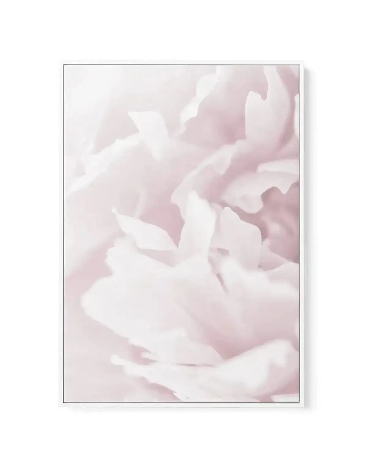 Peony In Bloom I | Framed Canvas-CANVAS-You can shop wall art online with Olive et Oriel for everything from abstract art to fun kids wall art. Our beautiful modern art prints and canvas art are available from large canvas prints to wall art paintings and our proudly Australian artwork collection offers only the highest quality framed large wall art and canvas art Australia - You can buy fashion photography prints or Hampton print posters and paintings on canvas from Olive et Oriel and have them