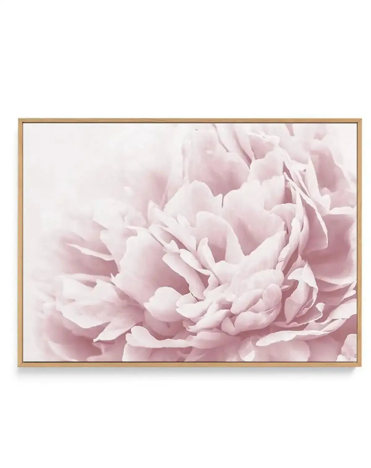 Peony In Bloom II | Framed Canvas-CANVAS-You can shop wall art online with Olive et Oriel for everything from abstract art to fun kids wall art. Our beautiful modern art prints and canvas art are available from large canvas prints to wall art paintings and our proudly Australian artwork collection offers only the highest quality framed large wall art and canvas art Australia - You can buy fashion photography prints or Hampton print posters and paintings on canvas from Olive et Oriel and have the