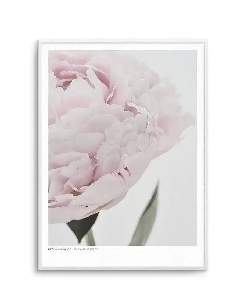 Framed art print featuring a close-up photograph of a pale blush pink peony flower with layered, ruffled petals and soft green stem against a white background. The image has a soft, dreamy quality with delicate details of the flower's texture. White frame with white border. Text at bottom reads "PEONY ROMANCE, LOVE & PROSPERITY" in small black lettering.