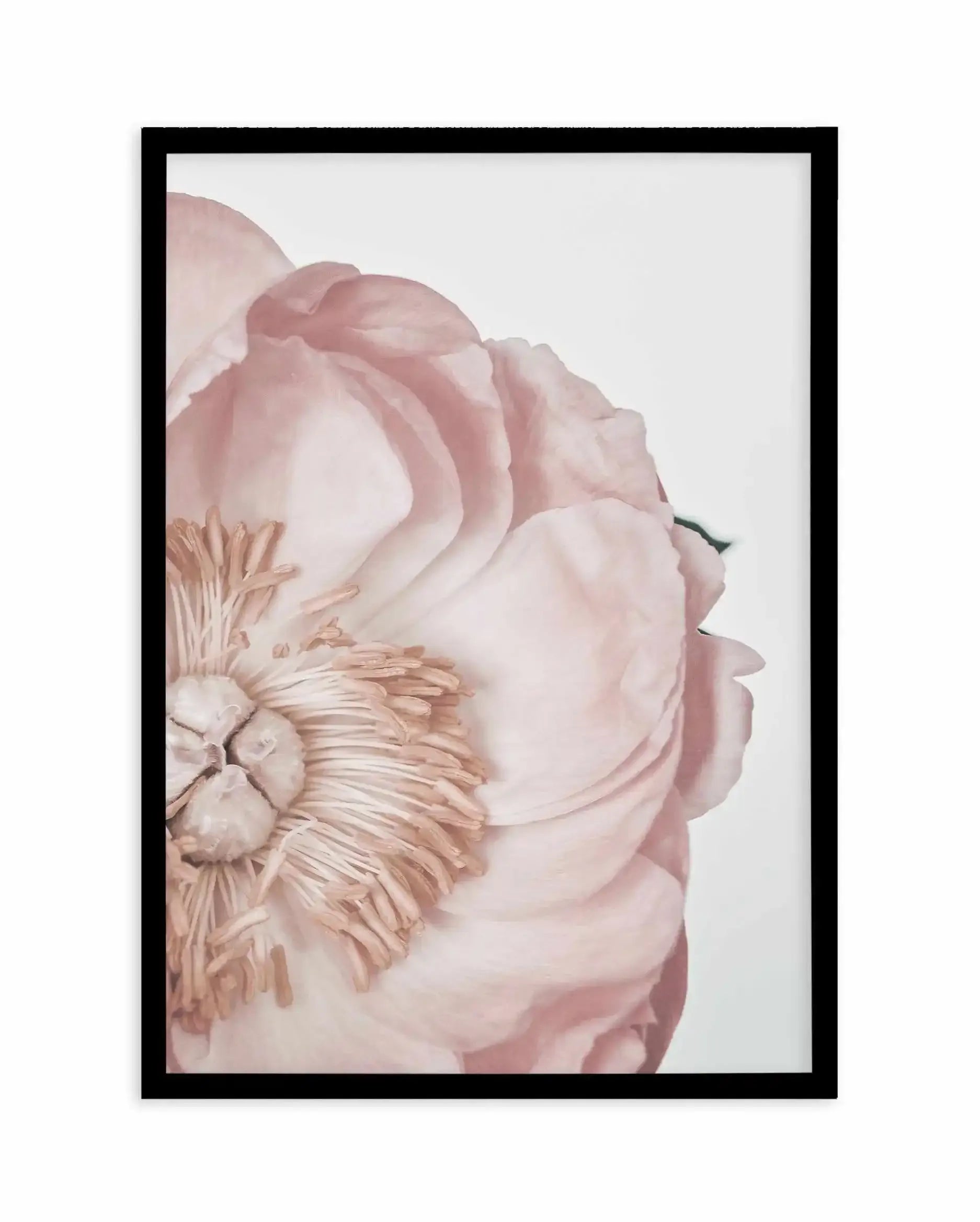 Peony Parfait I Art Print-PRINT-Olive et Oriel-Olive et Oriel-A5 | 5.8" x 8.3" | 14.8 x 21cm-Black-With White Border-Buy-Australian-Art-Prints-Online-with-Olive-et-Oriel-Your-Artwork-Specialists-Austrailia-Decorate-With-Coastal-Photo-Wall-Art-Prints-From-Our-Beach-House-Artwork-Collection-Fine-Poster-and-Framed-Artwork