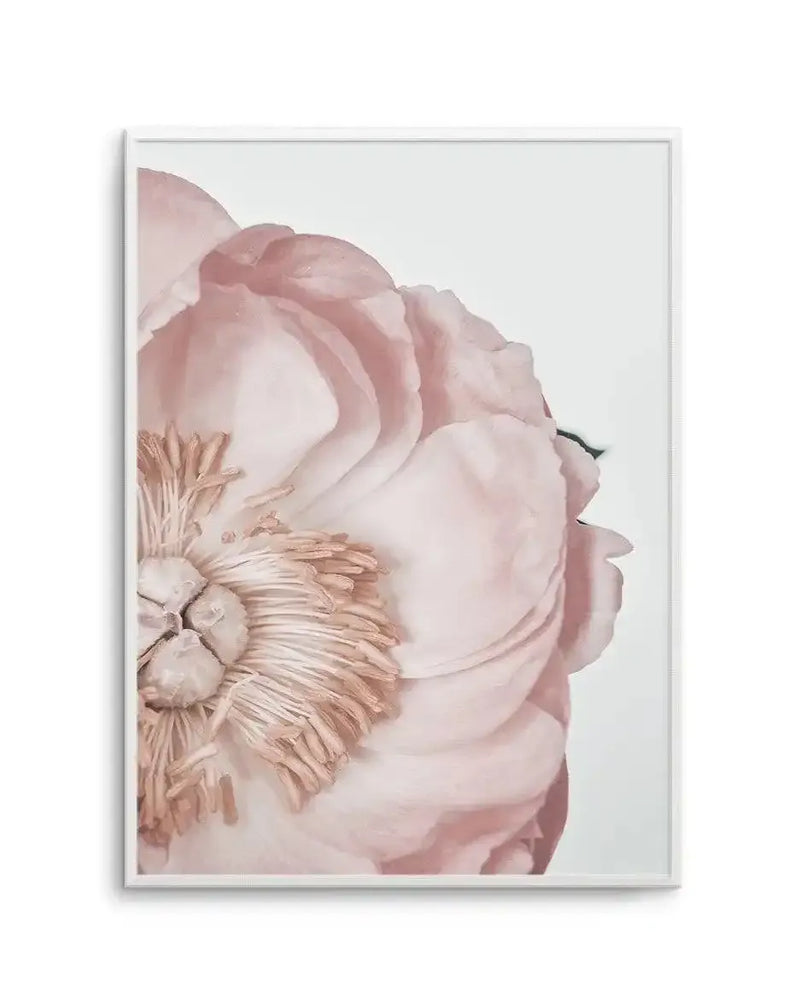 Framed art print featuring a close-up botanical illustration of a pink peony flower. The composition shows layered, ruffled petals in soft dusty rose and blush tones graduating to white, with a detailed golden-tan stamen visible on the left side. The illustration has a delicate, watercolor-like quality with subtle shading and soft edges. The artwork is presented in a light gray frame with a white border against a neutral background.
