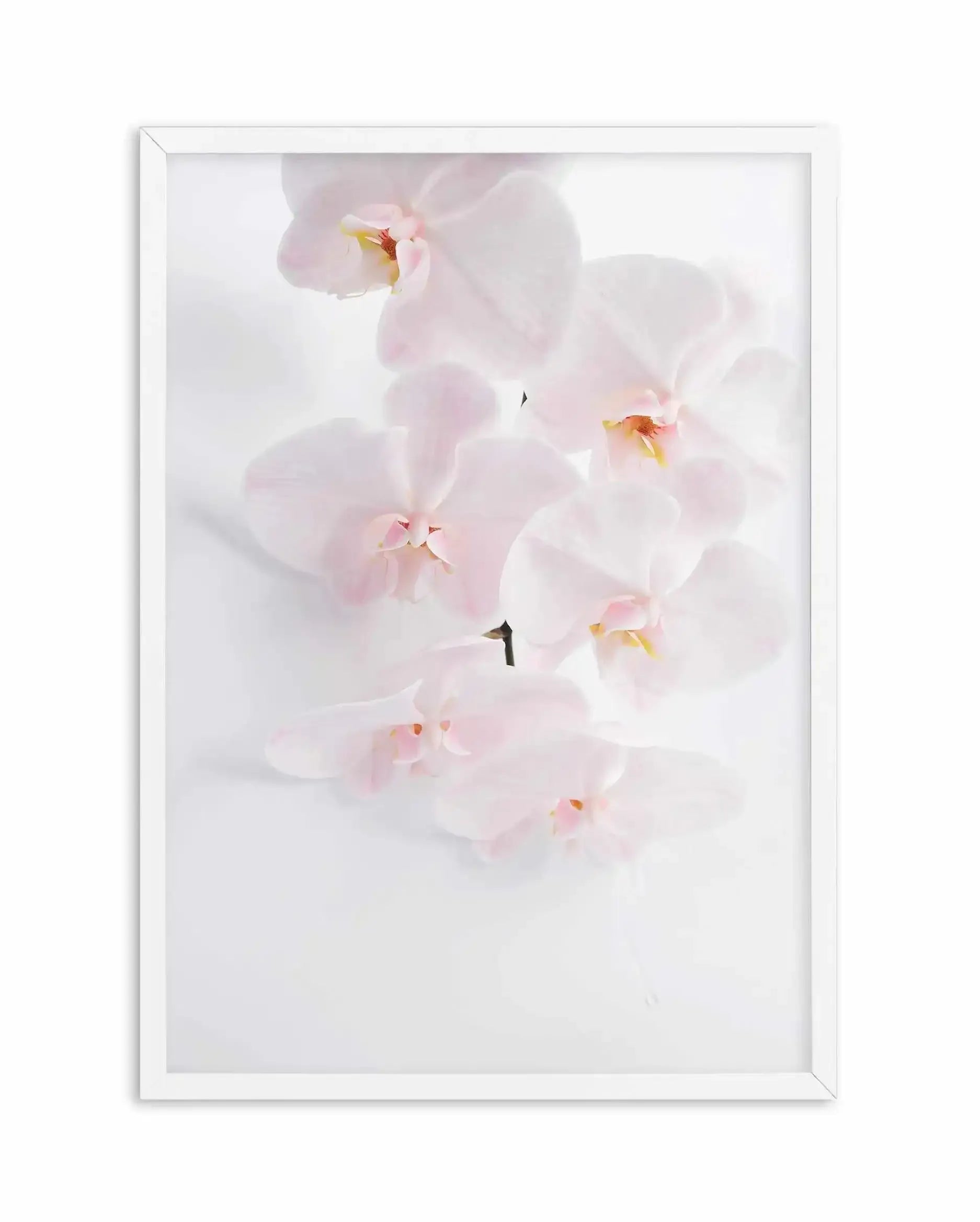 Phalaenopsis I Art Print-PRINT-Olive et Oriel-Olive et Oriel-A5 | 5.8" x 8.3" | 14.8 x 21cm-White-With White Border-Buy-Australian-Art-Prints-Online-with-Olive-et-Oriel-Your-Artwork-Specialists-Austrailia-Decorate-With-Coastal-Photo-Wall-Art-Prints-From-Our-Beach-House-Artwork-Collection-Fine-Poster-and-Framed-Artwork