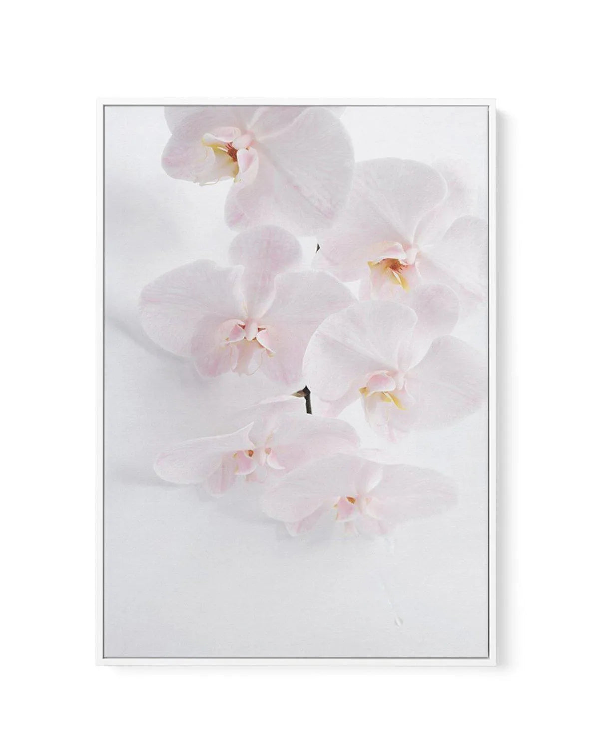 Phalaenopsis I | Framed Canvas-CANVAS-You can shop wall art online with Olive et Oriel for everything from abstract art to fun kids wall art. Our beautiful modern art prints and canvas art are available from large canvas prints to wall art paintings and our proudly Australian artwork collection offers only the highest quality framed large wall art and canvas art Australia - You can buy fashion photography prints or Hampton print posters and paintings on canvas from Olive et Oriel and have them d