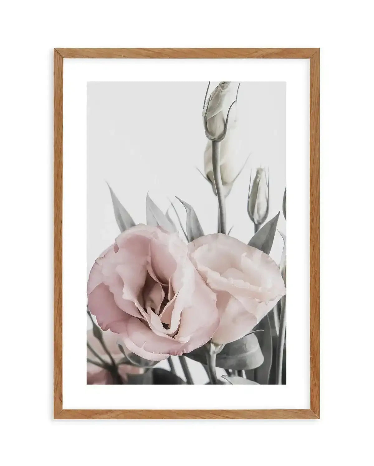 Pink Lisianthus I Art Print-PRINT-Olive et Oriel-Olive et Oriel-50x70 cm | 19.6" x 27.5"-Walnut-With White Border-Buy-Australian-Art-Prints-Online-with-Olive-et-Oriel-Your-Artwork-Specialists-Austrailia-Decorate-With-Coastal-Photo-Wall-Art-Prints-From-Our-Beach-House-Artwork-Collection-Fine-Poster-and-Framed-Artwork