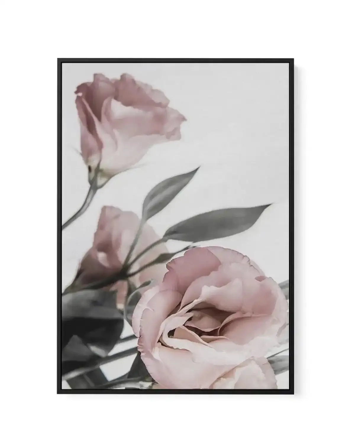 Pink Lisianthus II | Framed Canvas-CANVAS-You can shop wall art online with Olive et Oriel for everything from abstract art to fun kids wall art. Our beautiful modern art prints and canvas art are available from large canvas prints to wall art paintings and our proudly Australian artwork collection offers only the highest quality framed large wall art and canvas art Australia - You can buy fashion photography prints or Hampton print posters and paintings on canvas from Olive et Oriel and have th