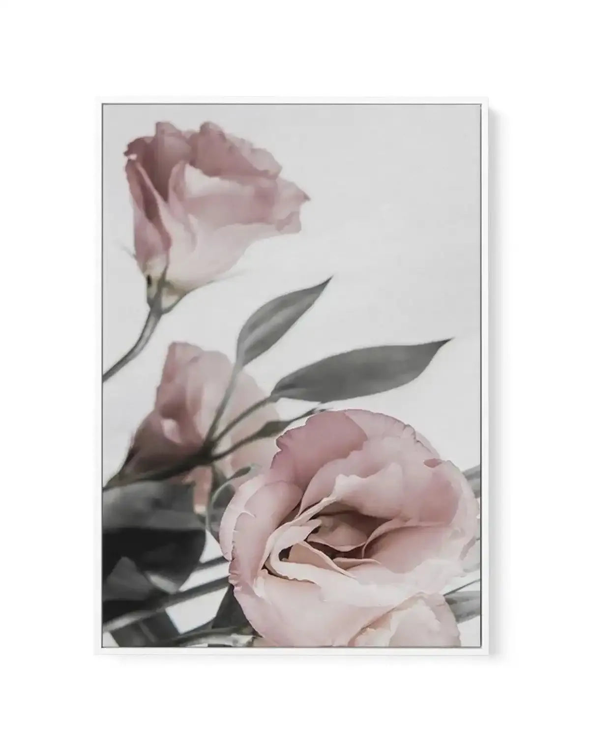 Pink Lisianthus II | Framed Canvas-CANVAS-You can shop wall art online with Olive et Oriel for everything from abstract art to fun kids wall art. Our beautiful modern art prints and canvas art are available from large canvas prints to wall art paintings and our proudly Australian artwork collection offers only the highest quality framed large wall art and canvas art Australia - You can buy fashion photography prints or Hampton print posters and paintings on canvas from Olive et Oriel and have th