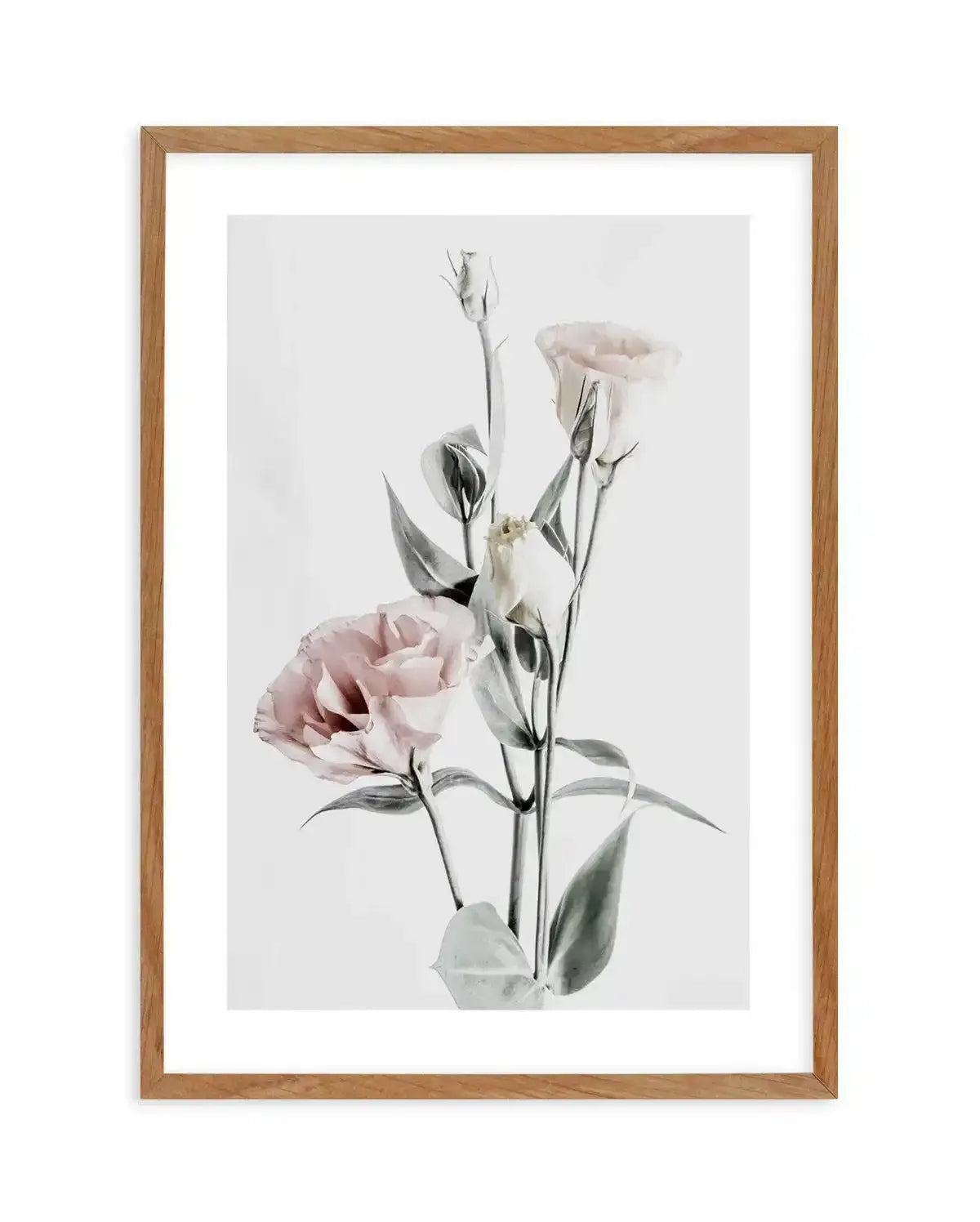 Pink Lisianthus IV Art Print-PRINT-Olive et Oriel-Olive et Oriel-50x70 cm | 19.6" x 27.5"-Walnut-With White Border-Buy-Australian-Art-Prints-Online-with-Olive-et-Oriel-Your-Artwork-Specialists-Austrailia-Decorate-With-Coastal-Photo-Wall-Art-Prints-From-Our-Beach-House-Artwork-Collection-Fine-Poster-and-Framed-Artwork