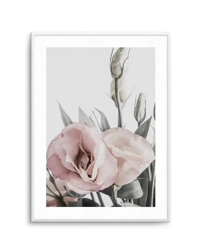 Framed art print displaying a close-up photograph of pink lisianthus flowers with layered, ruffled petals in soft blush and pale pink tones. Unopened buds in muted gray-green are visible above and surrounding the blooms against a light gray background. The photograph has a soft, delicate quality with subtle color gradation. The print is presented in a white frame with a white border.