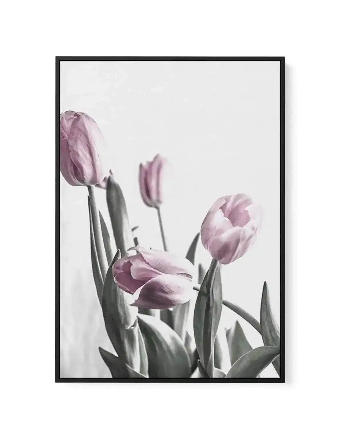 Pink Tulip Illustration III | Framed Canvas-CANVAS-You can shop wall art online with Olive et Oriel for everything from abstract art to fun kids wall art. Our beautiful modern art prints and canvas art are available from large canvas prints to wall art paintings and our proudly Australian artwork collection offers only the highest quality framed large wall art and canvas art Australia - You can buy fashion photography prints or Hampton print posters and paintings on canvas from Olive et Oriel an
