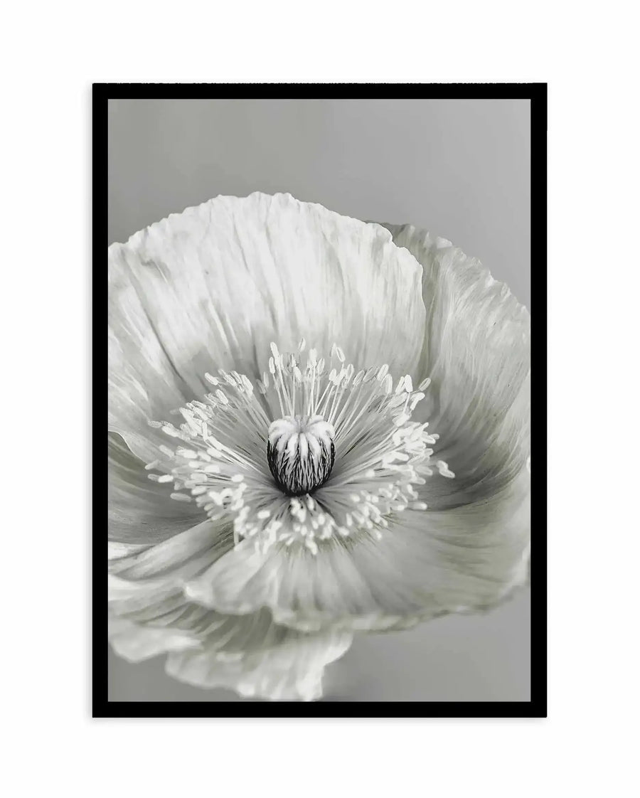 Framed black and white photograph of a close-up poppy flower with delicate, ruffled petals and a prominent seed pod surrounded by numerous stamens, with a black frame and white border. The composition highlights the intricate details and textures of the flower in shades of grey, black, and white.