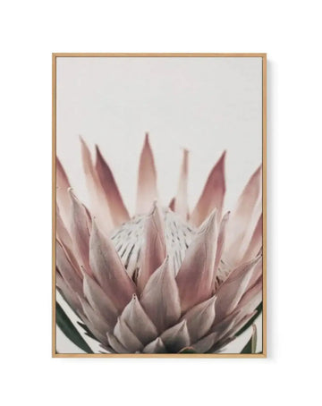 Protea in Overture III | Framed Canvas-CANVAS-You can shop wall art online with Olive et Oriel for everything from abstract art to fun kids wall art. Our beautiful modern art prints and canvas art are available from large canvas prints to wall art paintings and our proudly Australian artwork collection offers only the highest quality framed large wall art and canvas art Australia - You can buy fashion photography prints or Hampton print posters and paintings on canvas from Olive et Oriel and hav