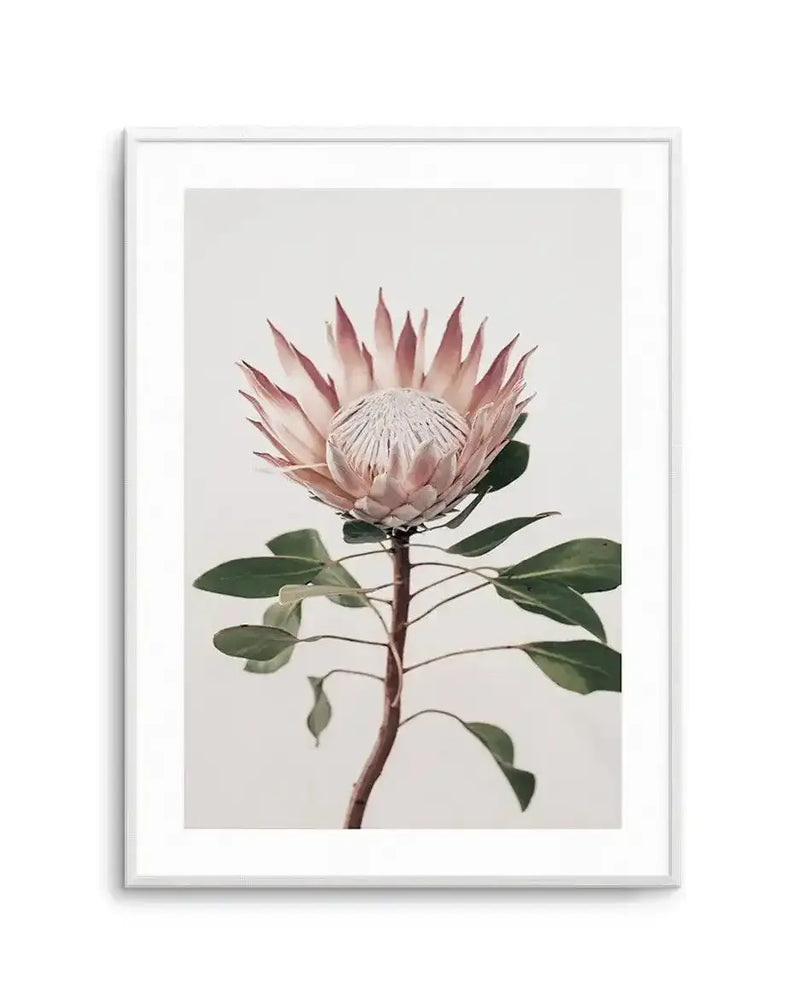 Framed art print of a single protea flower with dusty rose and mauve petals arranged in a radial pattern around a pale cream center. The stem is rendered in warm brown tones with several oval-shaped green leaves positioned along its length. Against a soft neutral background, the botanical illustration demonstrates fine detail and delicate watercolor-style rendering. The artwork is displayed in a white frame with white border.