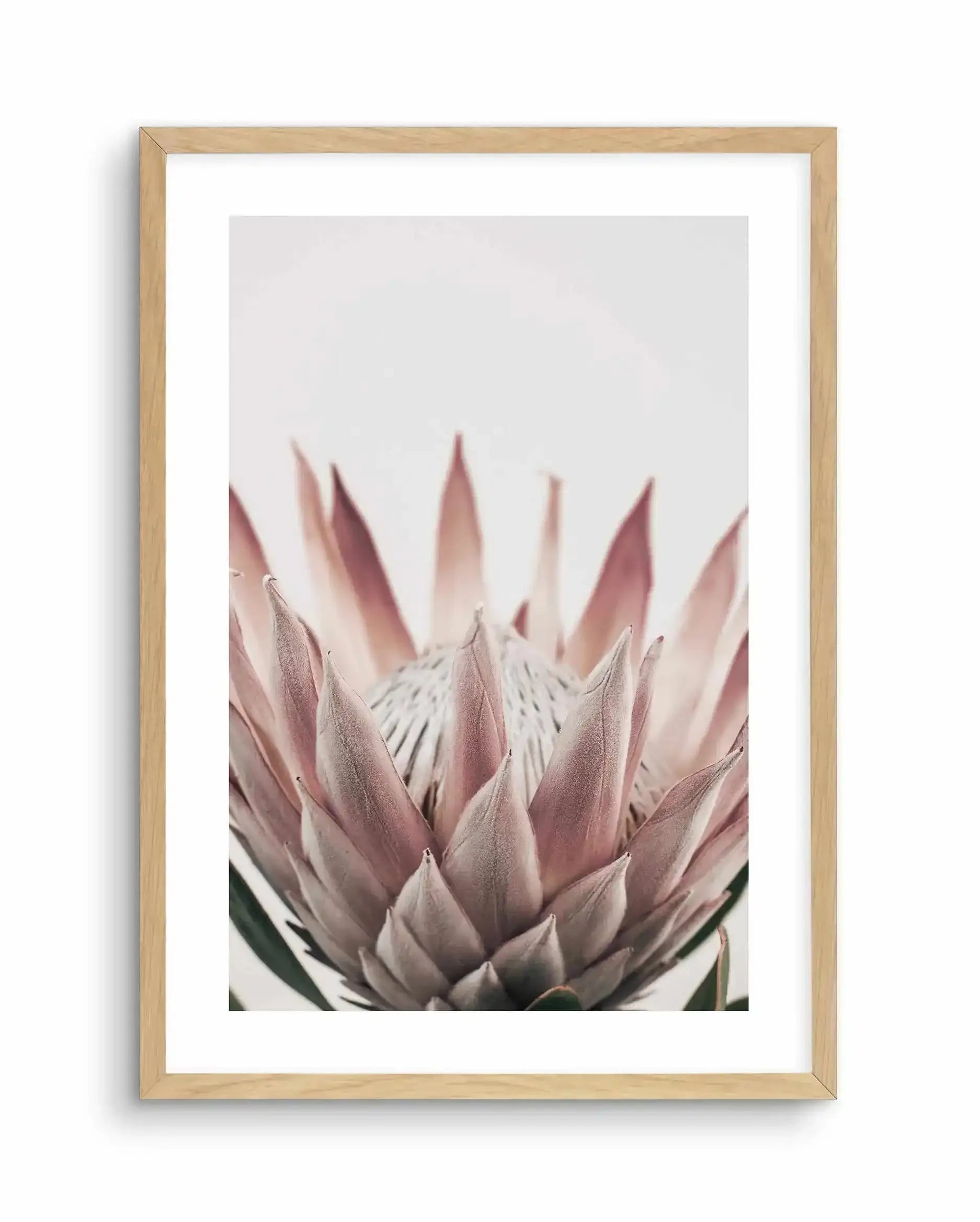 Protea in Overture III Art Print-PRINT-Olive et Oriel-Olive et Oriel-A4 | 8.3" x 11.7" | 21 x 29.7cm-Oak-With White Border-Buy-Australian-Art-Prints-Online-with-Olive-et-Oriel-Your-Artwork-Specialists-Austrailia-Decorate-With-Coastal-Photo-Wall-Art-Prints-From-Our-Beach-House-Artwork-Collection-Fine-Poster-and-Framed-Artwork