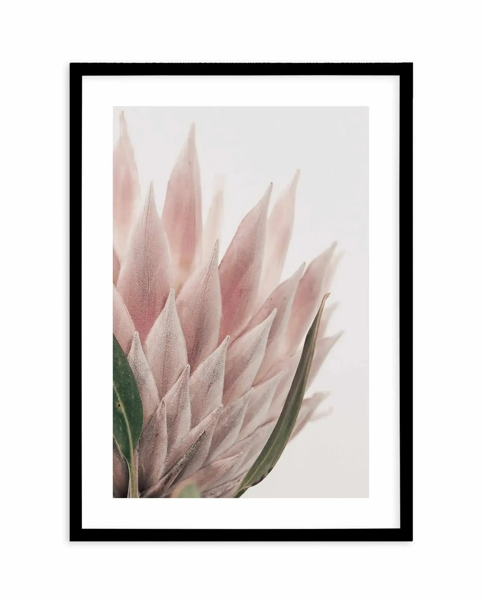 Protea in Overture IV Art Print-PRINT-Olive et Oriel-Olive et Oriel-A4 | 8.3" x 11.7" | 21 x 29.7cm-Black-With White Border-Buy-Australian-Art-Prints-Online-with-Olive-et-Oriel-Your-Artwork-Specialists-Austrailia-Decorate-With-Coastal-Photo-Wall-Art-Prints-From-Our-Beach-House-Artwork-Collection-Fine-Poster-and-Framed-Artwork