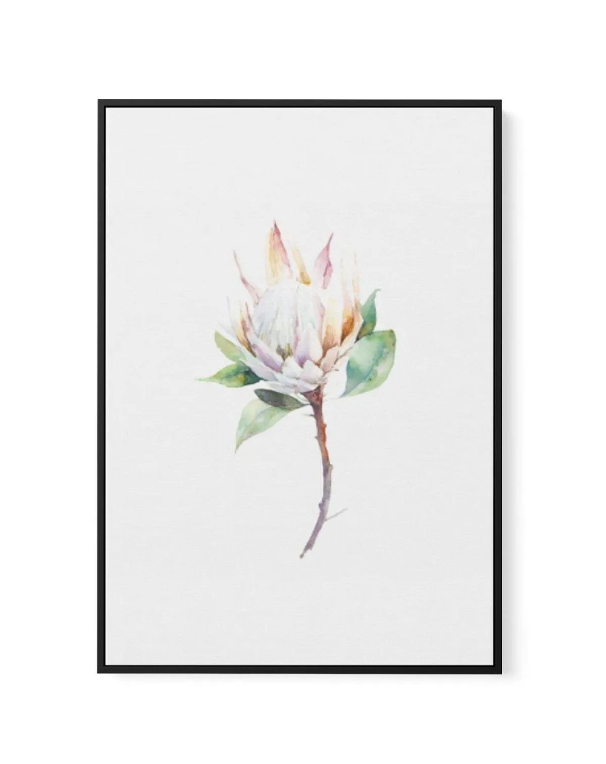 Protea in Watercolour | Framed Canvas-CANVAS-You can shop wall art online with Olive et Oriel for everything from abstract art to fun kids wall art. Our beautiful modern art prints and canvas art are available from large canvas prints to wall art paintings and our proudly Australian artwork collection offers only the highest quality framed large wall art and canvas art Australia - You can buy fashion photography prints or Hampton print posters and paintings on canvas from Olive et Oriel and have