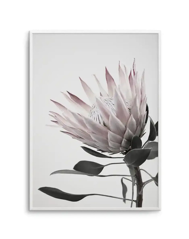 Framed art print featuring a close-up photograph of a protea flower with pale dusty rose and cream petals radiating outward, accented with fine white stamens at the center. Dark green-black sepals and stem visible at the base against a soft neutral background. Presented in a light gray frame with white border, portrait orientation.