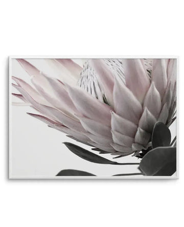 Detailed close-up art print of a protea flower with layered petals in soft mauve, blush pink, and cream tones. The petals display delicate texture and gradual shading from lighter centers to deeper purple-tinted edges. Dark green-grey sepals and leaves frame the lower portion against a pale background. The photograph captures fine detail and subtle dimensionality. Presented in a white-framed print with white border.