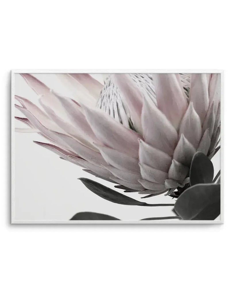 Detailed close-up art print of a protea flower with layered petals in soft mauve, blush pink, and cream tones. The petals display delicate texture and gradual shading from lighter centers to deeper purple-tinted edges. Dark green-grey sepals and leaves frame the lower portion against a pale background. The photograph captures fine detail and subtle dimensionality. Presented in a white-framed print with white border.