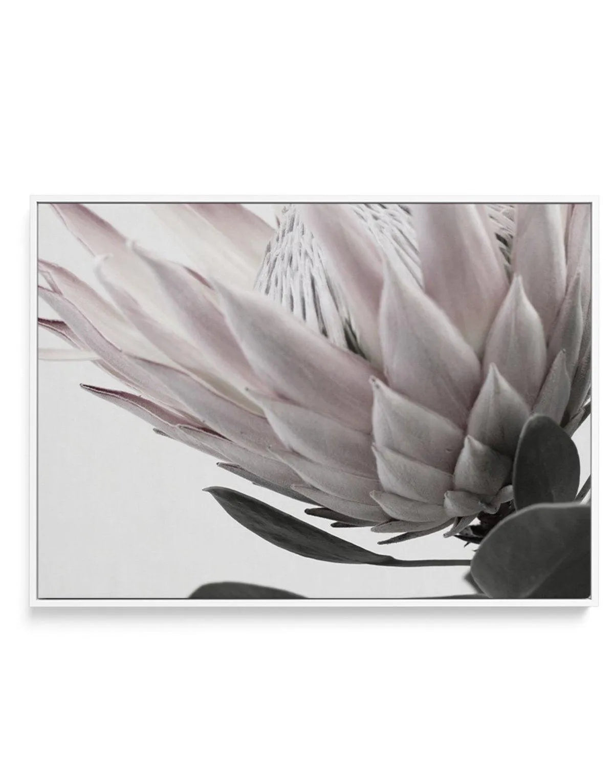Protea Lumiere | LS | Framed Canvas-CANVAS-You can shop wall art online with Olive et Oriel for everything from abstract art to fun kids wall art. Our beautiful modern art prints and canvas art are available from large canvas prints to wall art paintings and our proudly Australian artwork collection offers only the highest quality framed large wall art and canvas art Australia - You can buy fashion photography prints or Hampton print posters and paintings on canvas from Olive et Oriel and have t